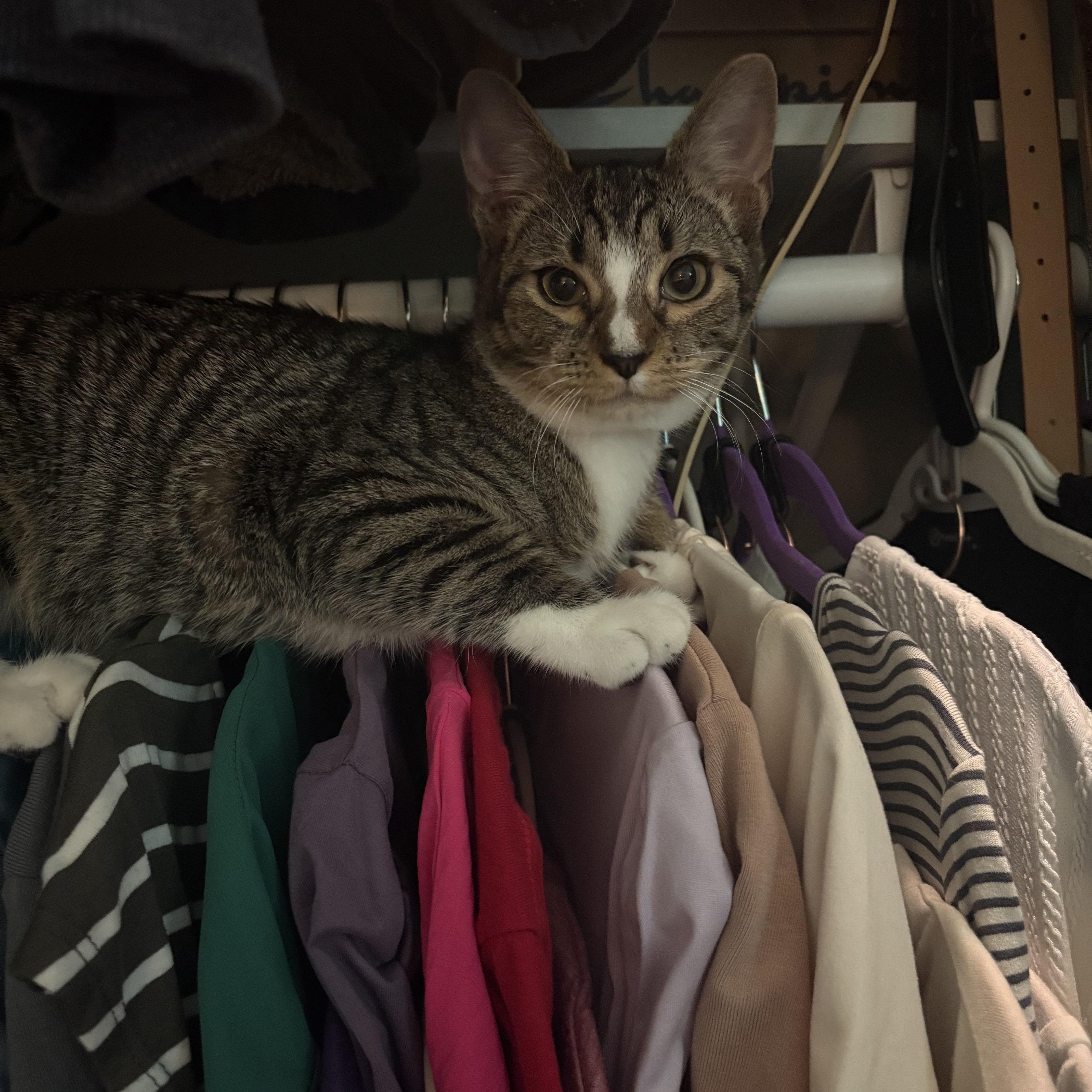 Blynken, a Adoptable Tabby in Kannapolis, NC image 2/4