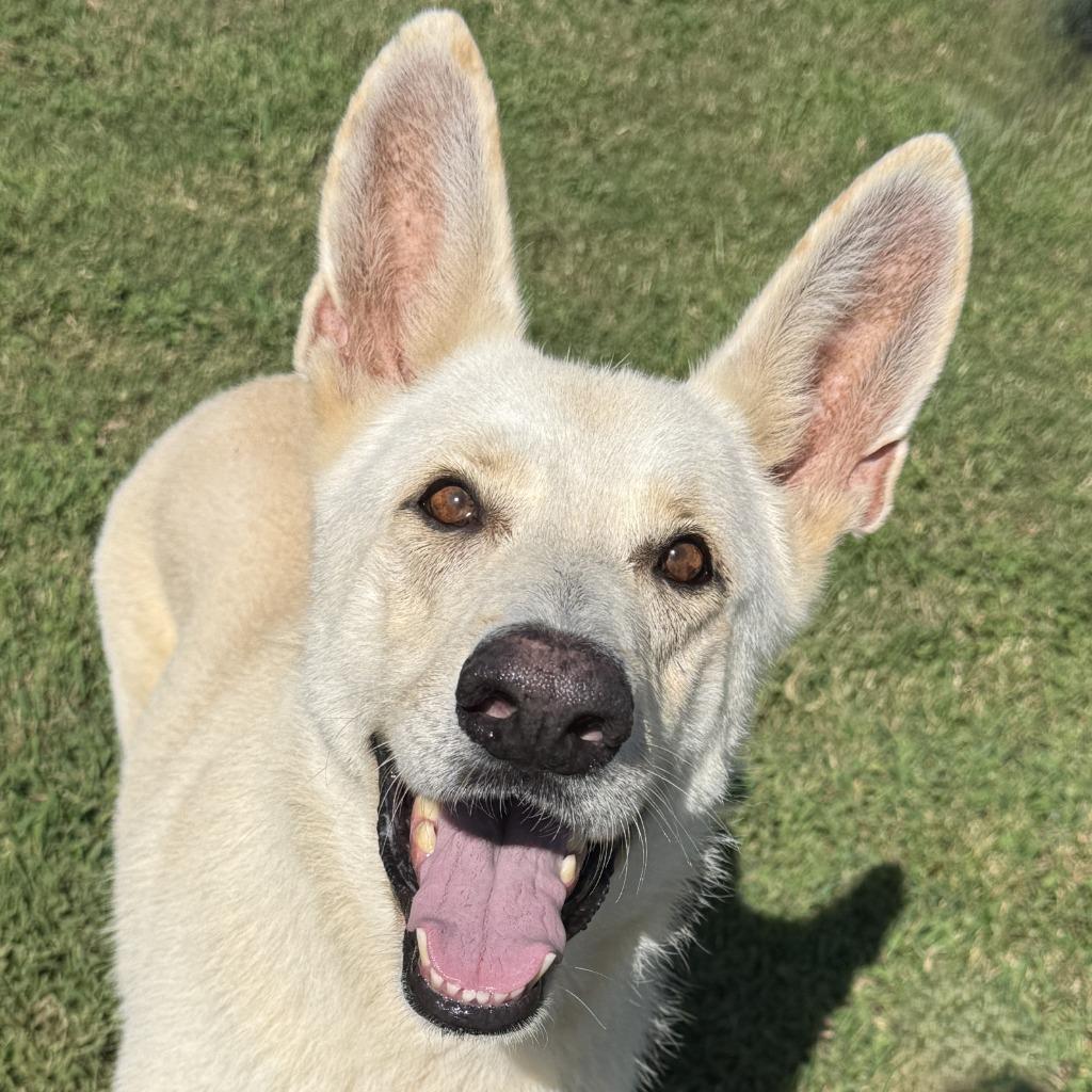 Buddy, a Adoptable mixed breed in Brenham, TX image 1/6