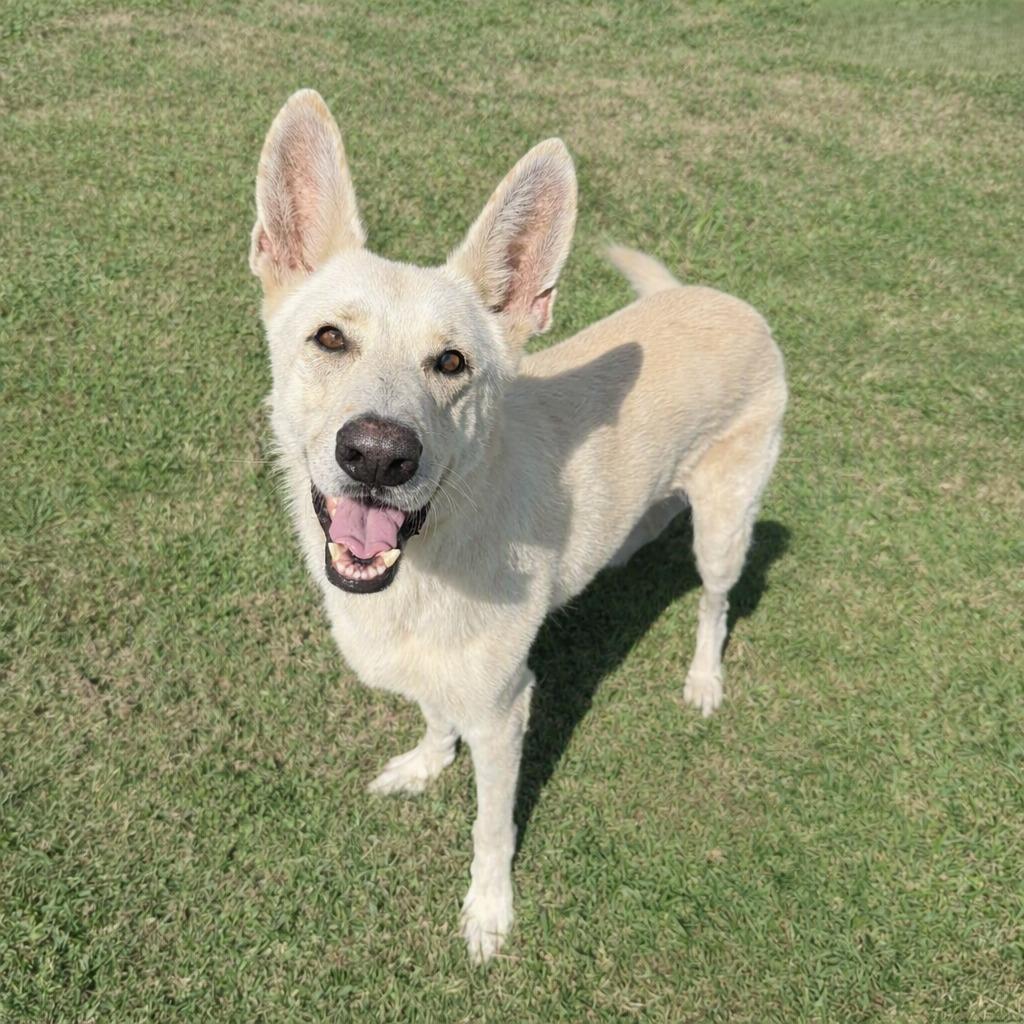 Buddy, a Adoptable mixed breed in Brenham, TX image 2/6