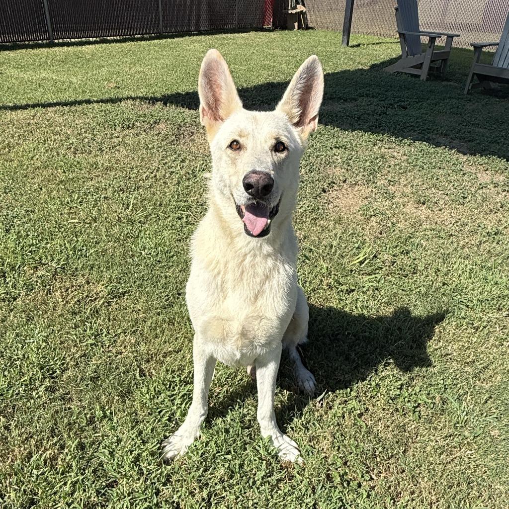 Buddy, a Adoptable mixed breed in Brenham, TX image 3/6
