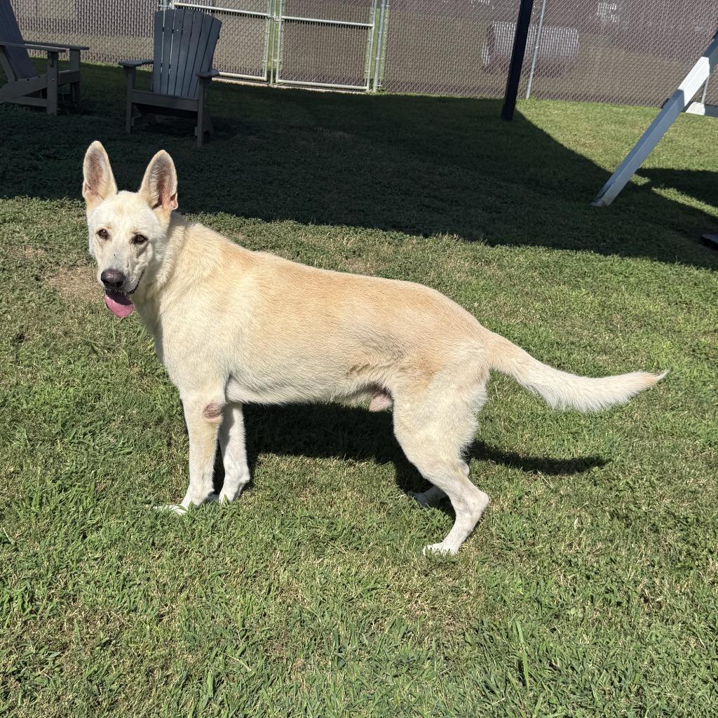 Buddy, a Adoptable mixed breed in Brenham, TX image 4/6
