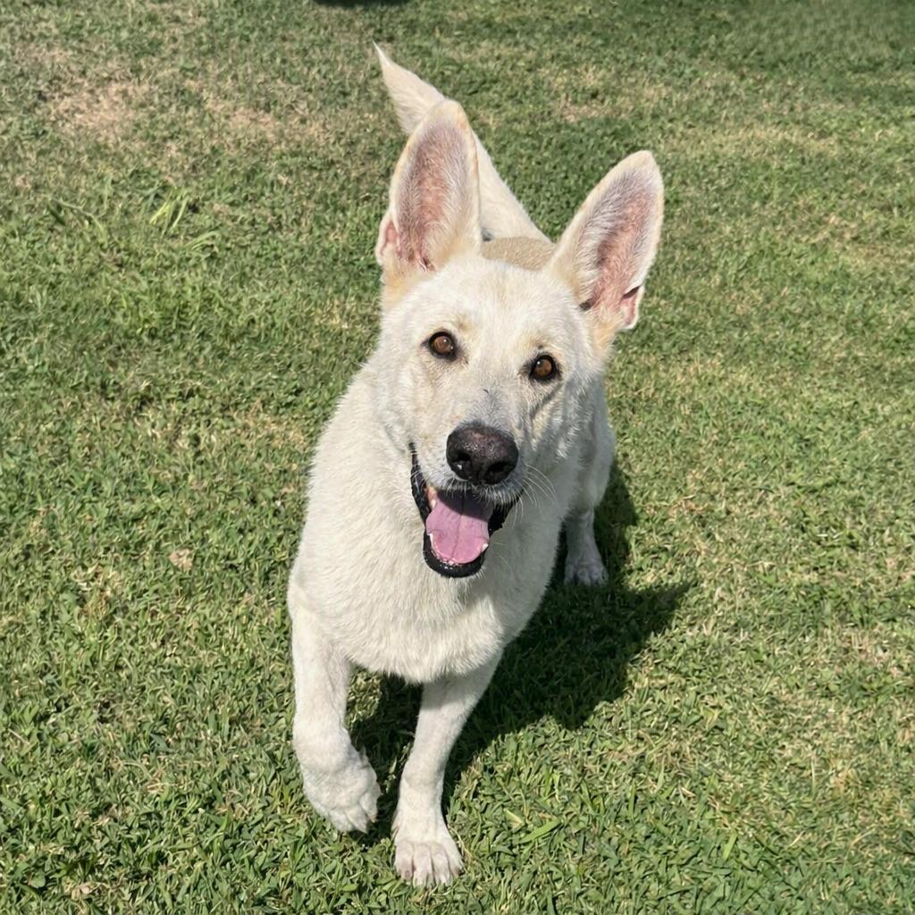 Buddy, a Adoptable mixed breed in Brenham, TX image 5/6