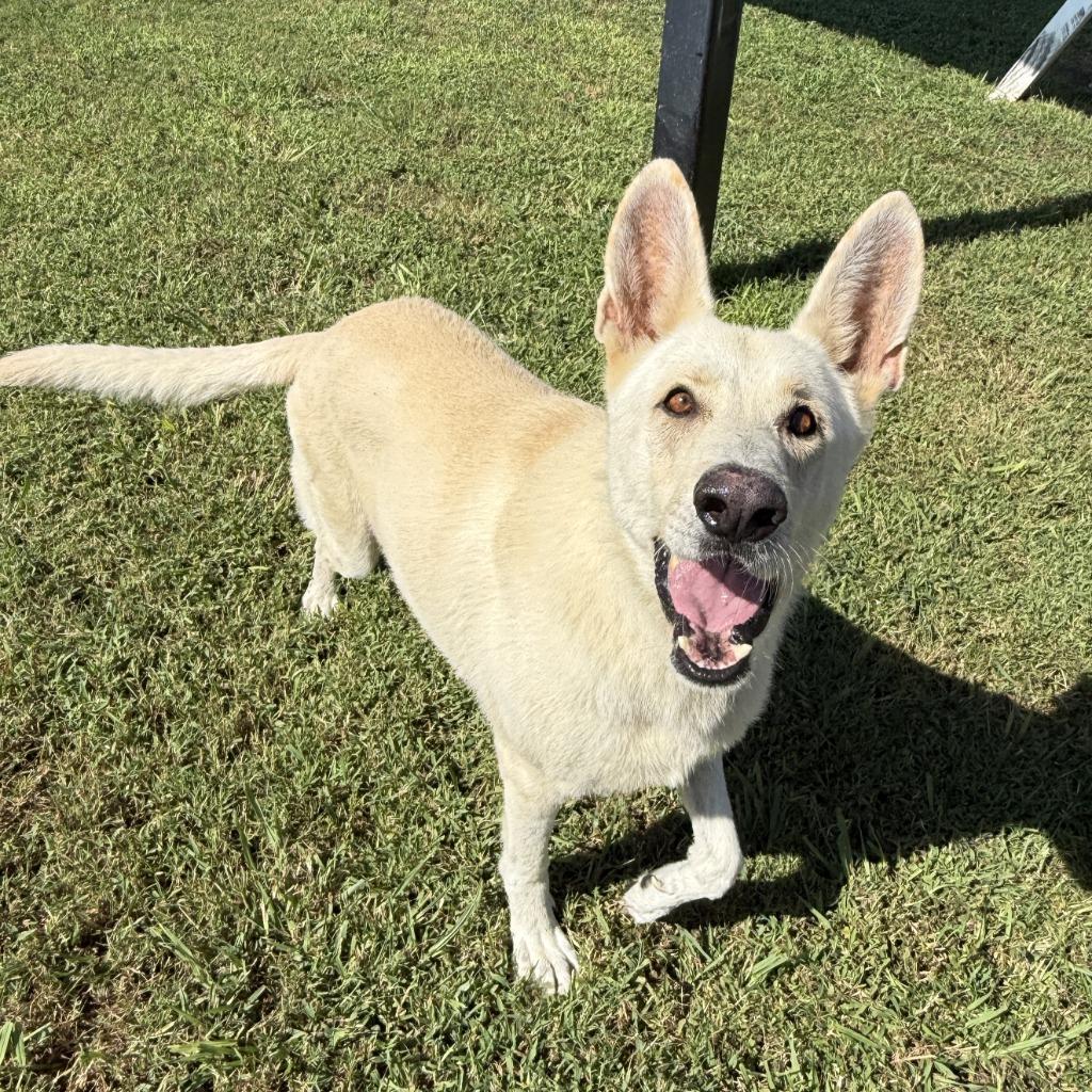 Buddy, a Adoptable mixed breed in Brenham, TX image 6/6