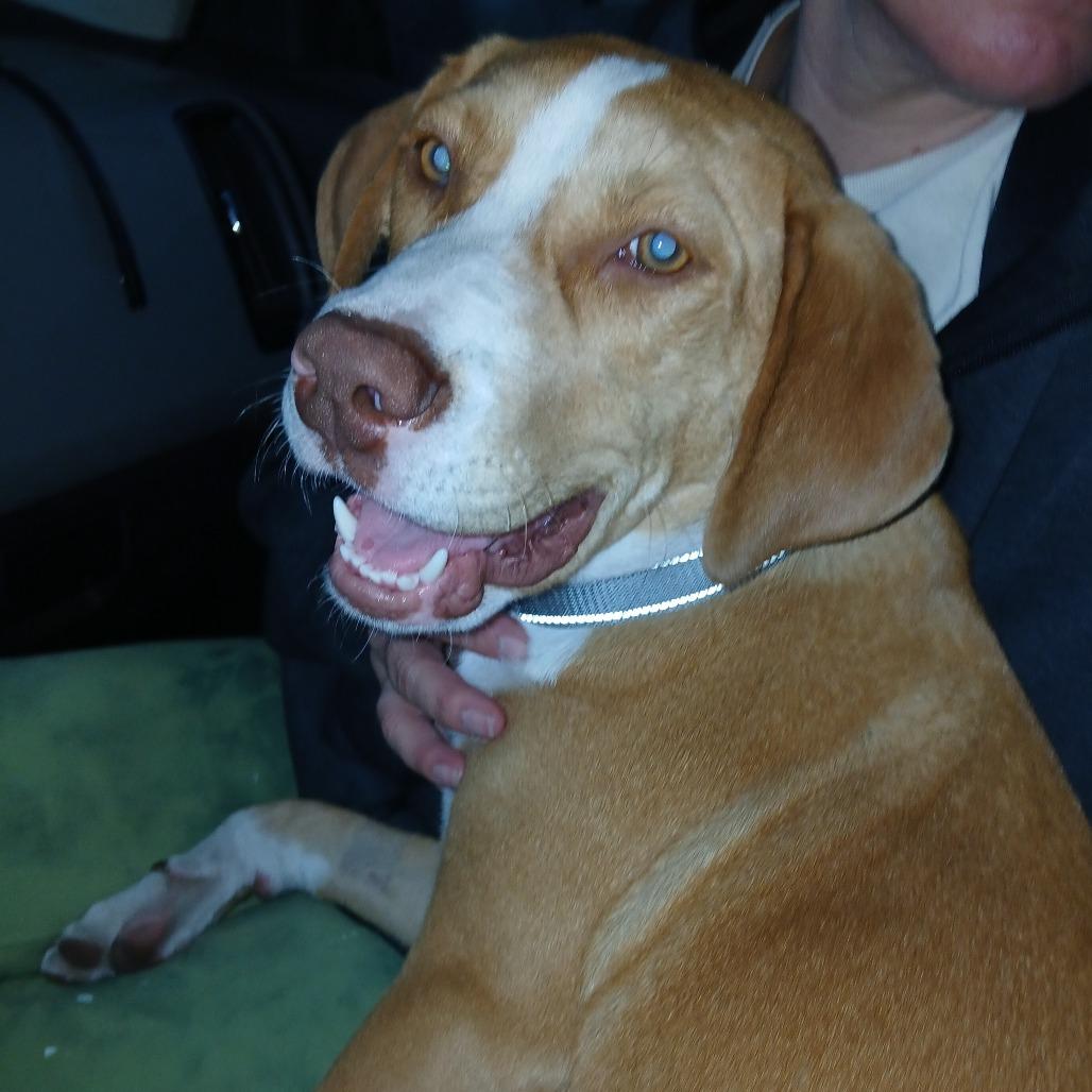 Enlarge Falls, a Adoptable mixed breed in Williston, FL image 1/2