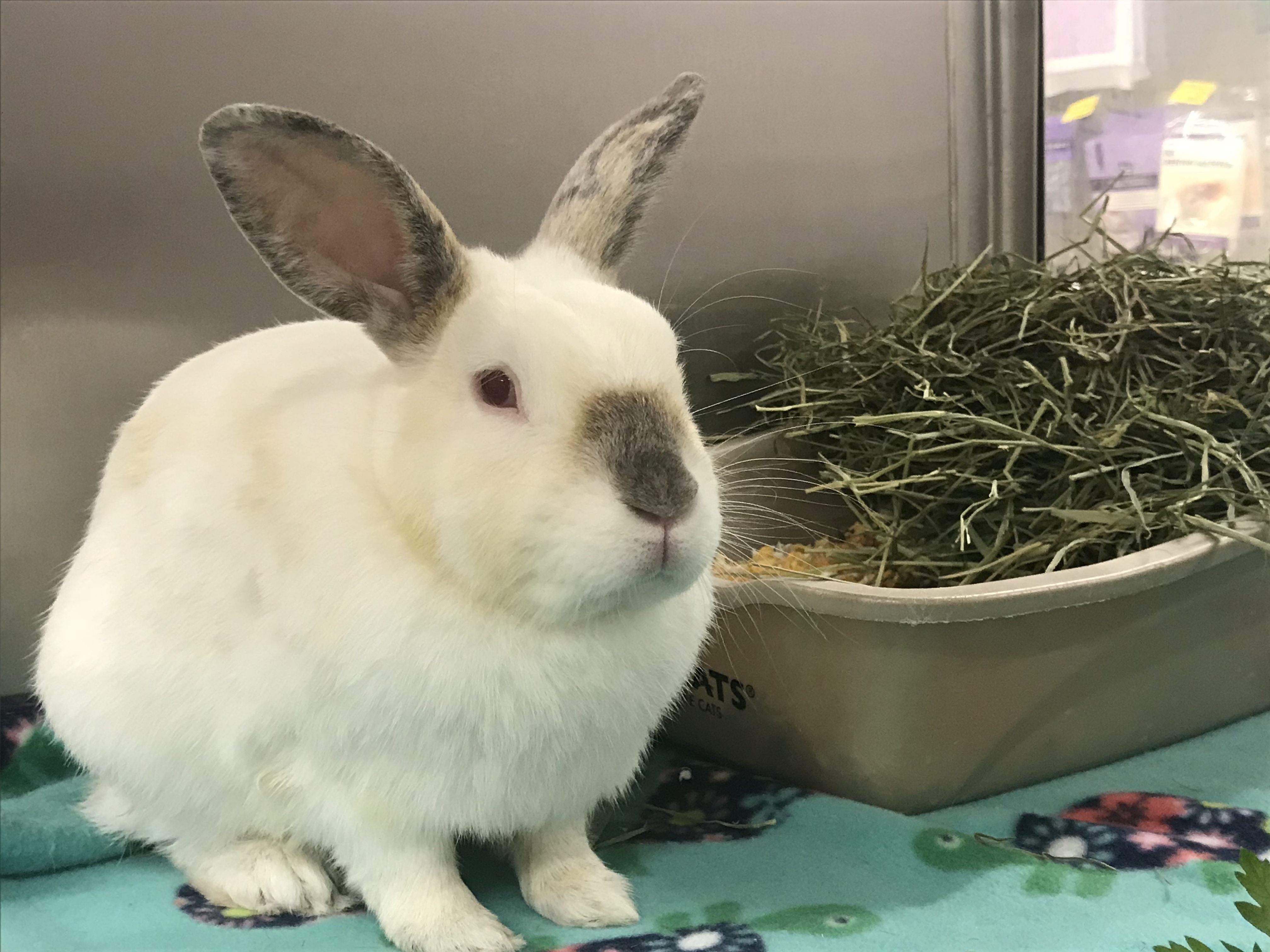 Enlarge Mork, a Adoptable Californian in Westerville, OH image 1/2