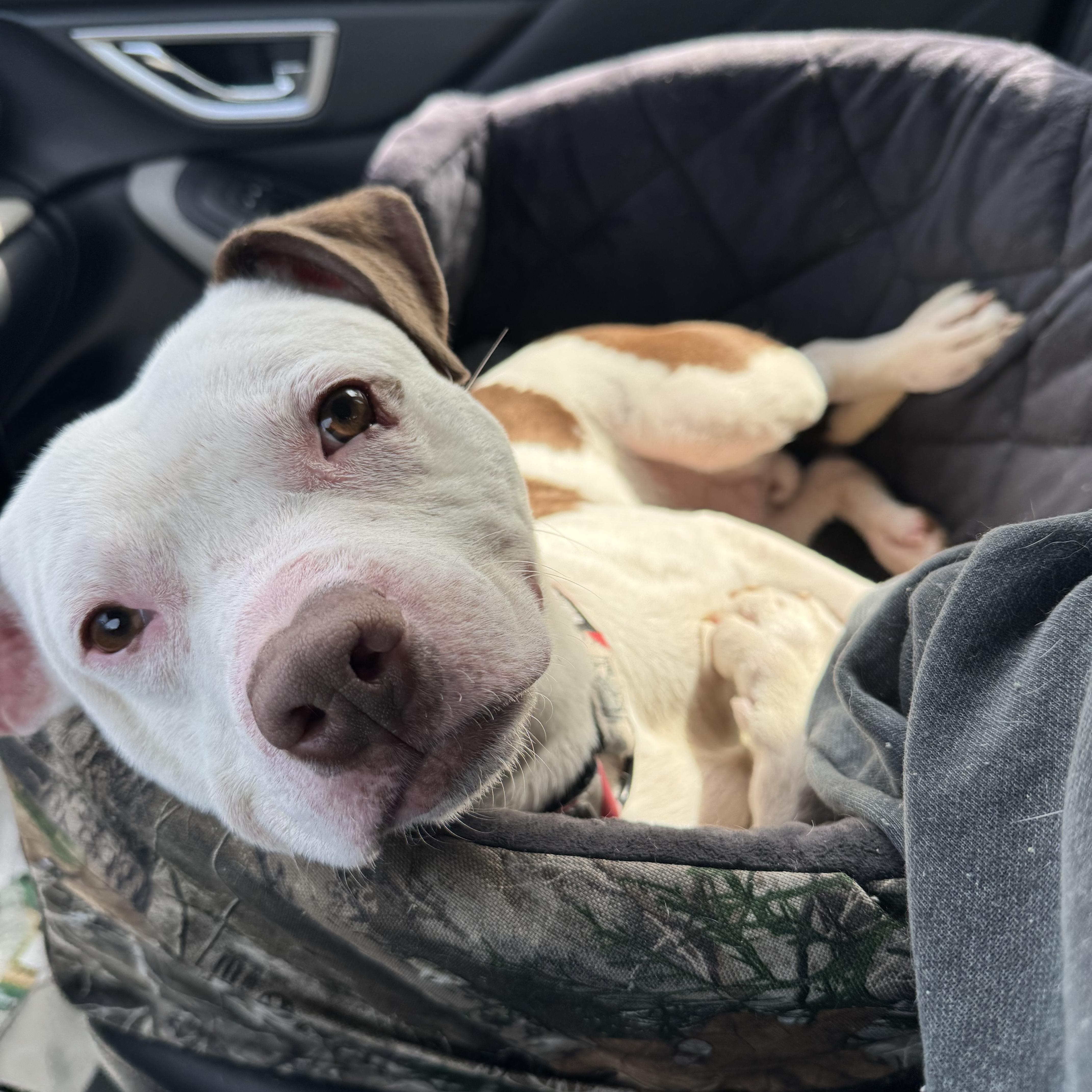 Ron - BEST snuggler, Adult Male Pit Bull Terrier