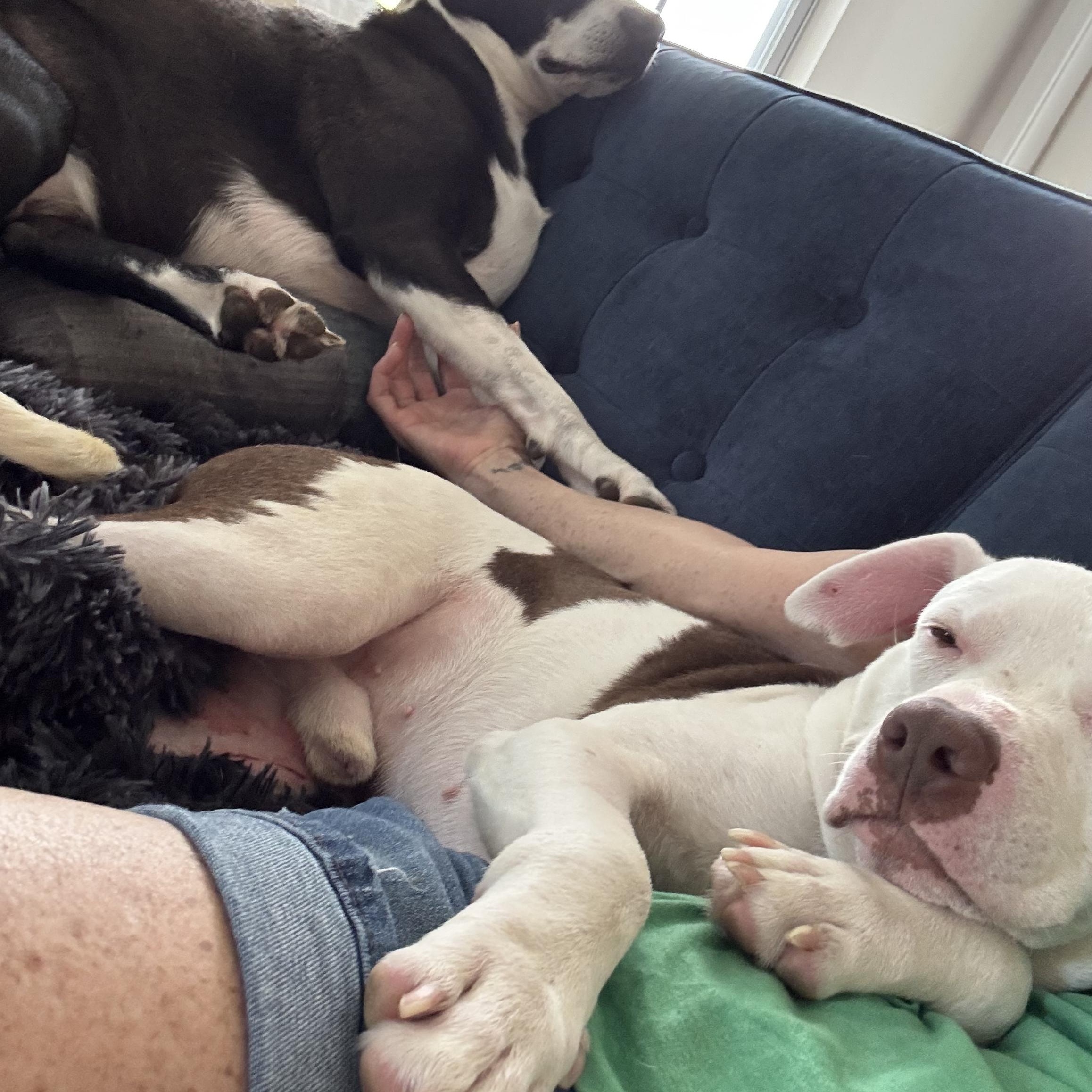Ron - BEST snuggler photo 6