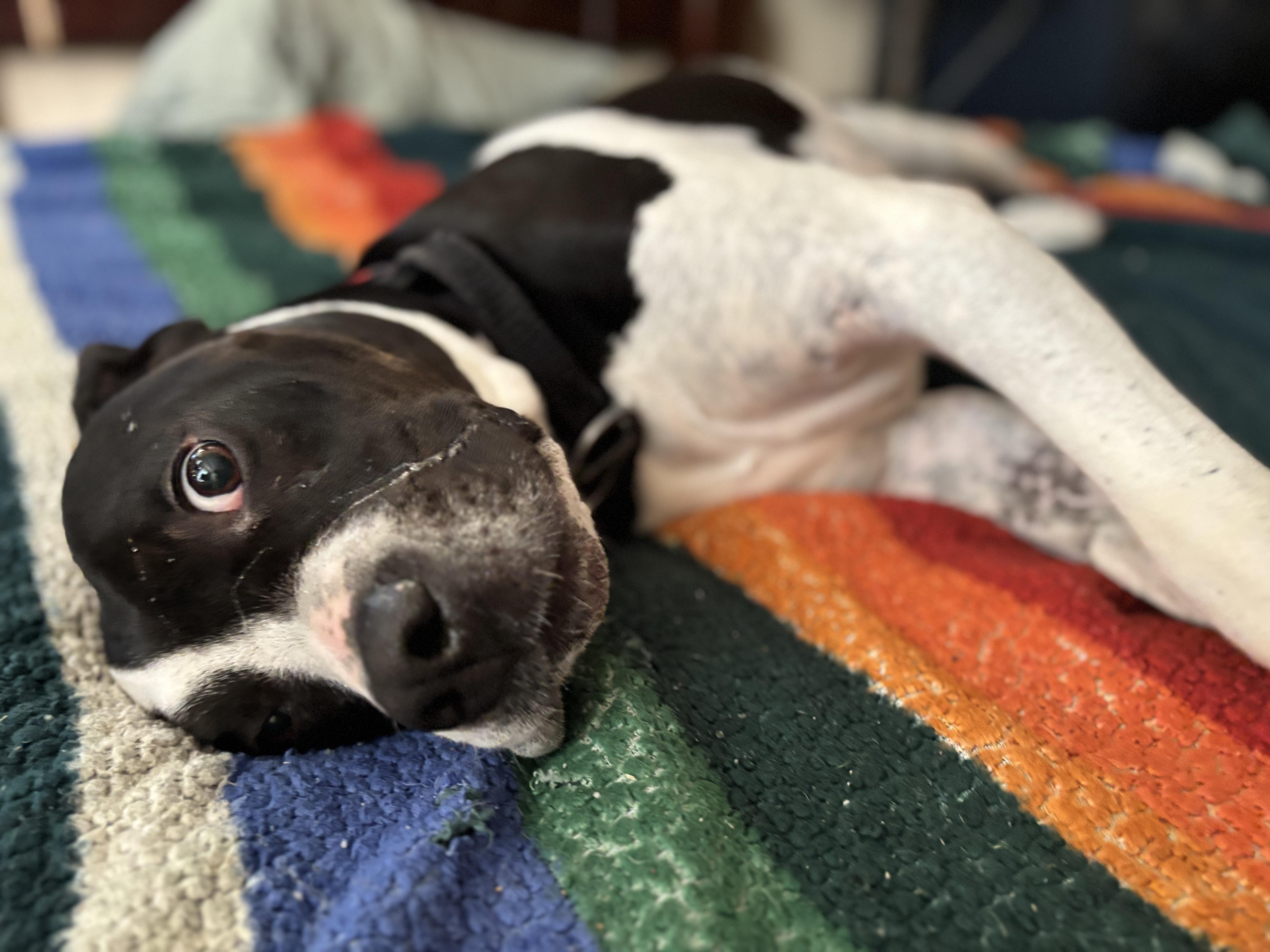 Ruger photo 2