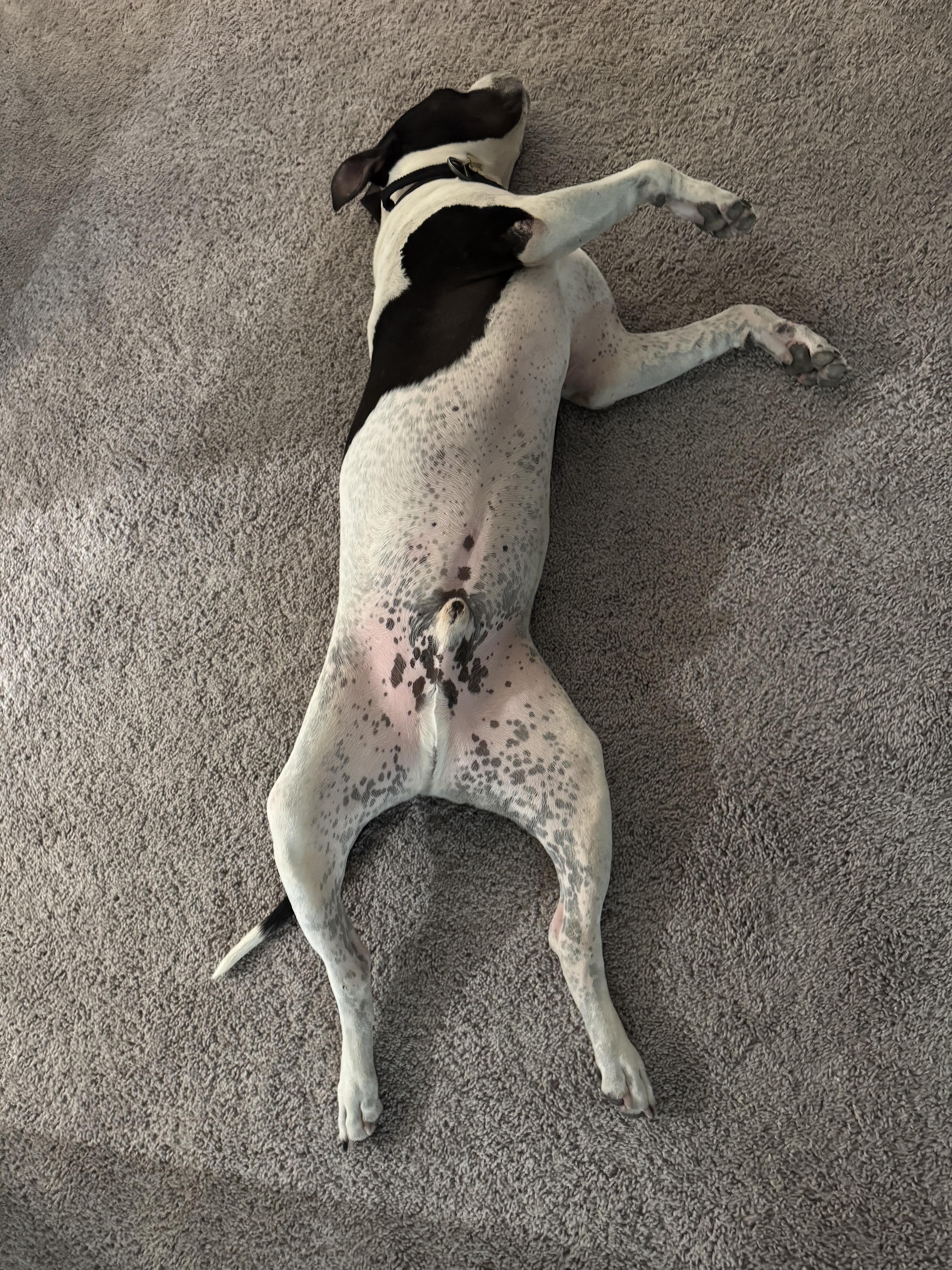 Ruger photo 4