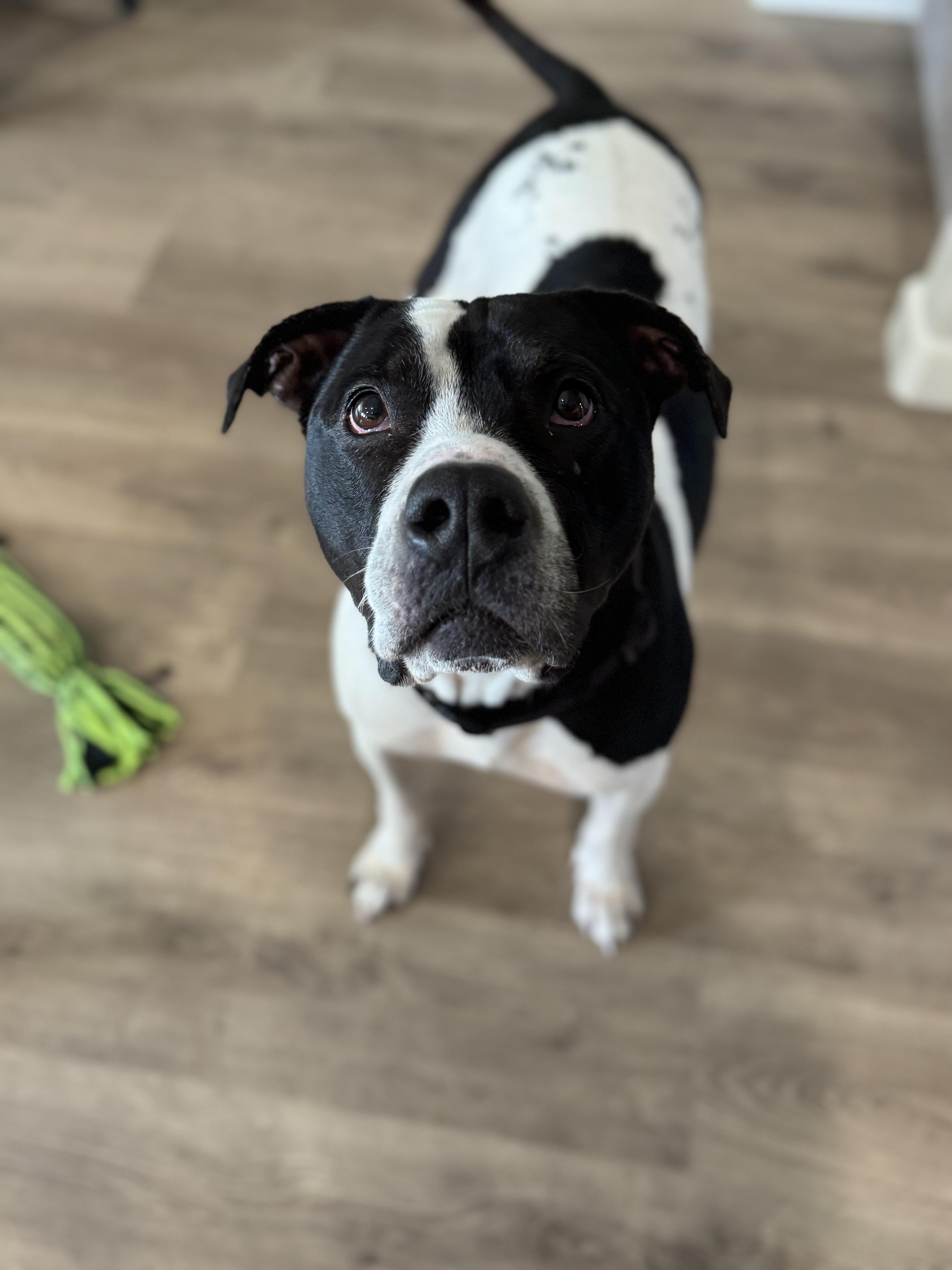 Ruger, Adult Male American Staffordshire Terrier