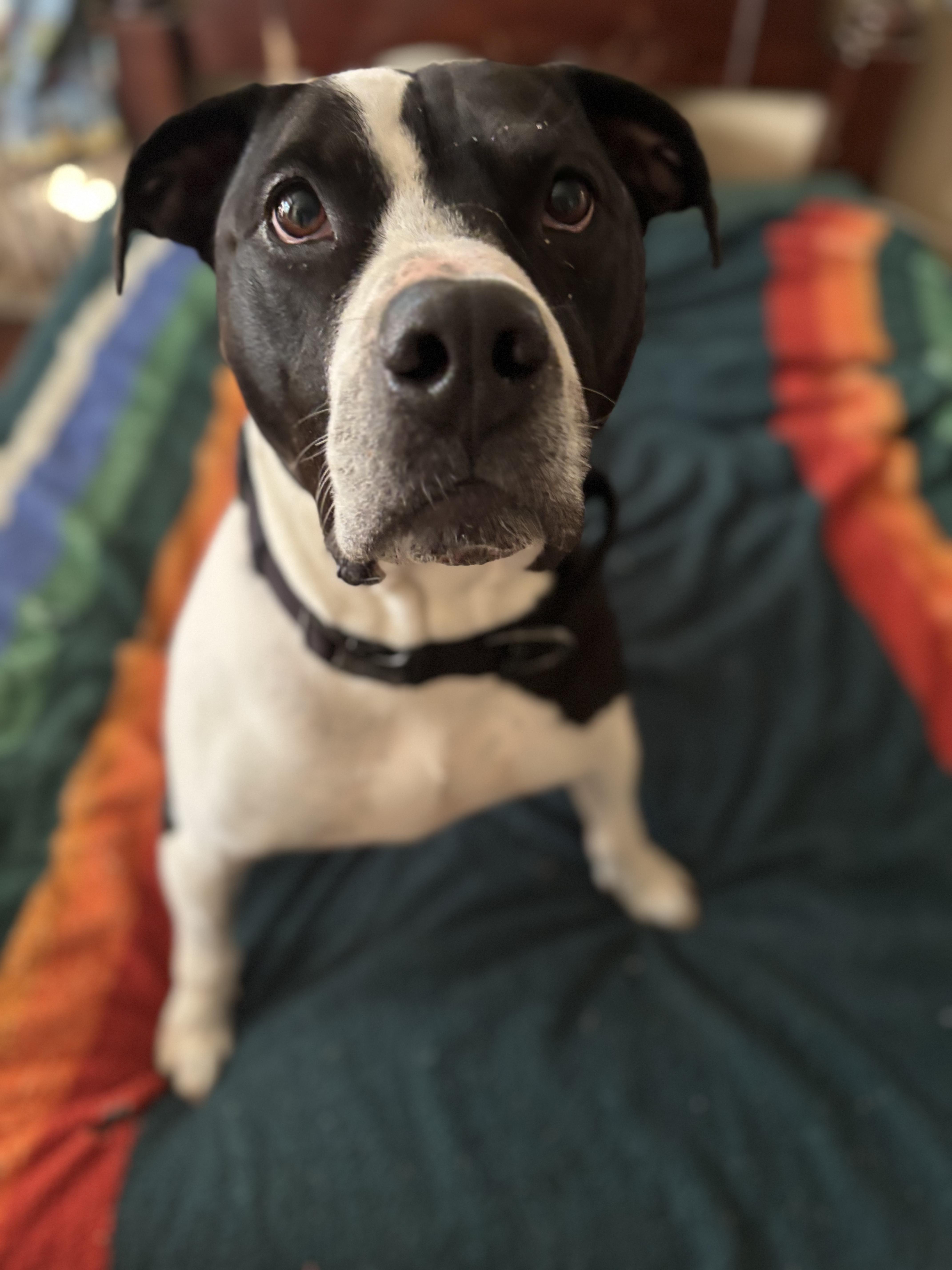 Ruger photo 3