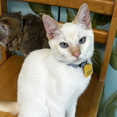 Enlarge Davy - Super Social and Active, a Adoptable mixed breed in Hoquiam, WA image 2/5