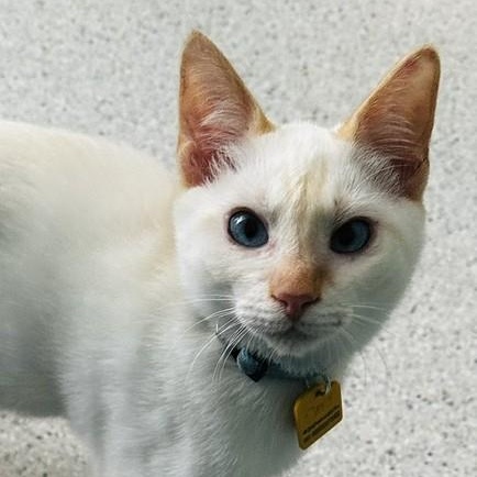 Davy - Super Social and Active, Adoptable, Kitten Male Siamese.