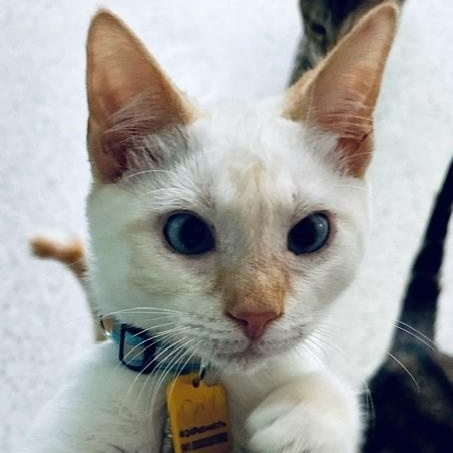 Enlarge Davy - Super Social and Active, a Adoptable mixed breed in Hoquiam, WA image 5/5