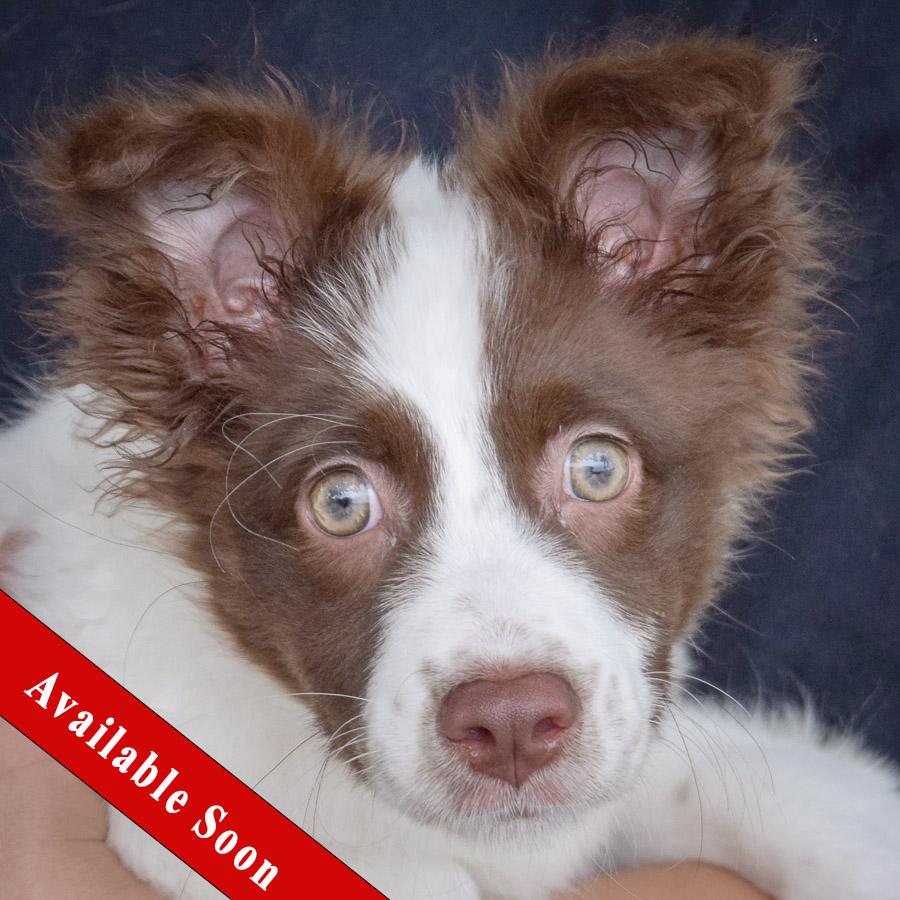 Sadie, Baby Female unknown