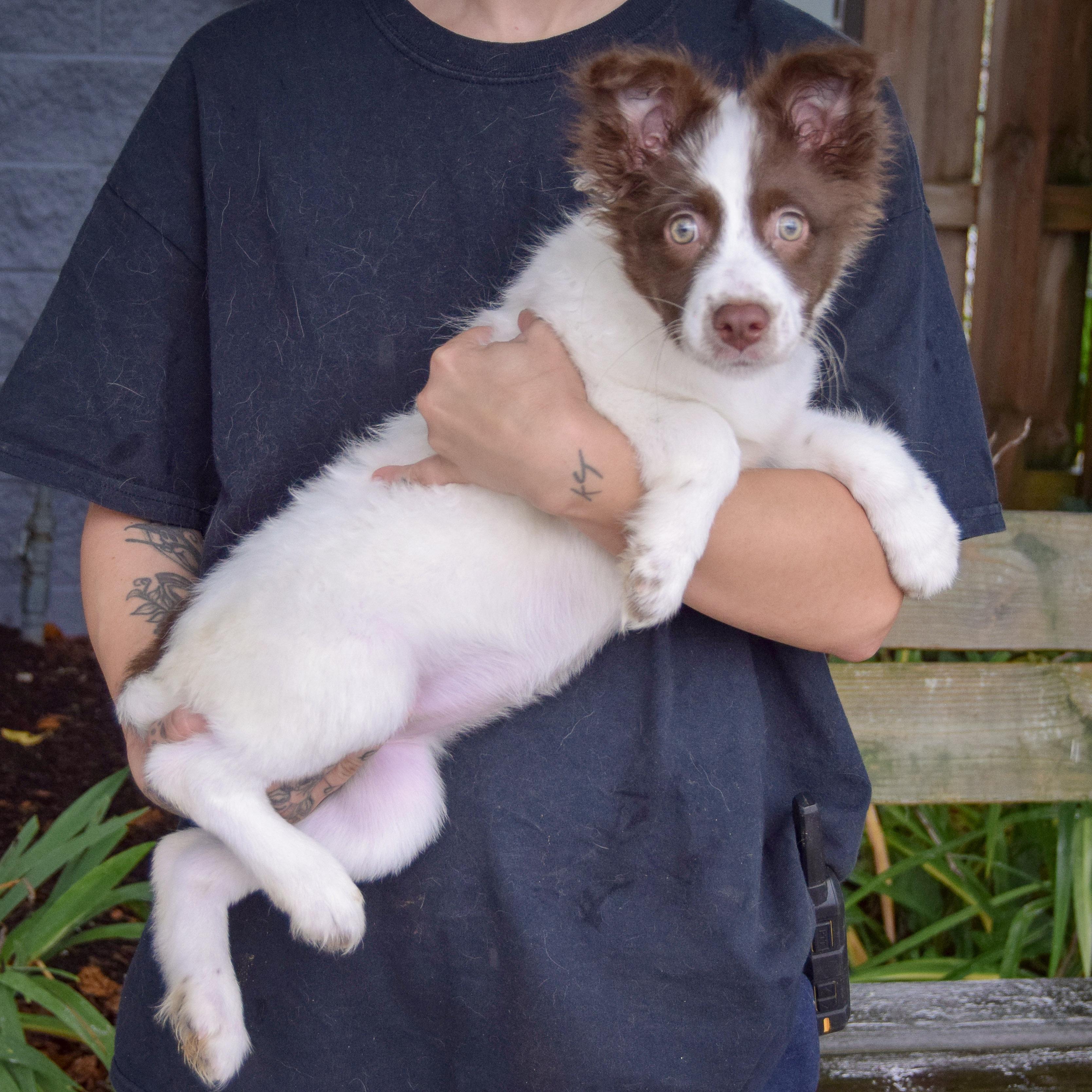 Sadie photo 3