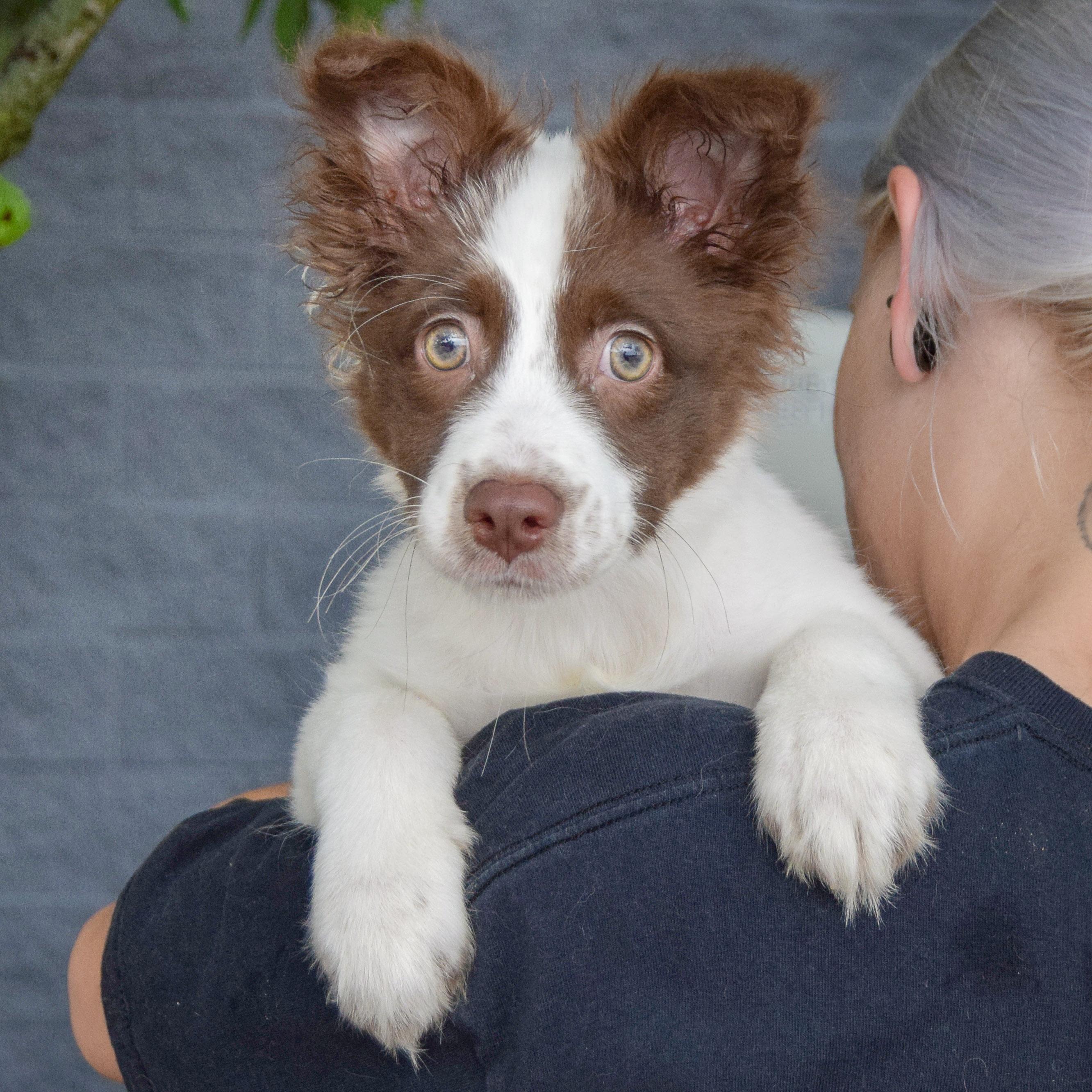 Sadie photo 2