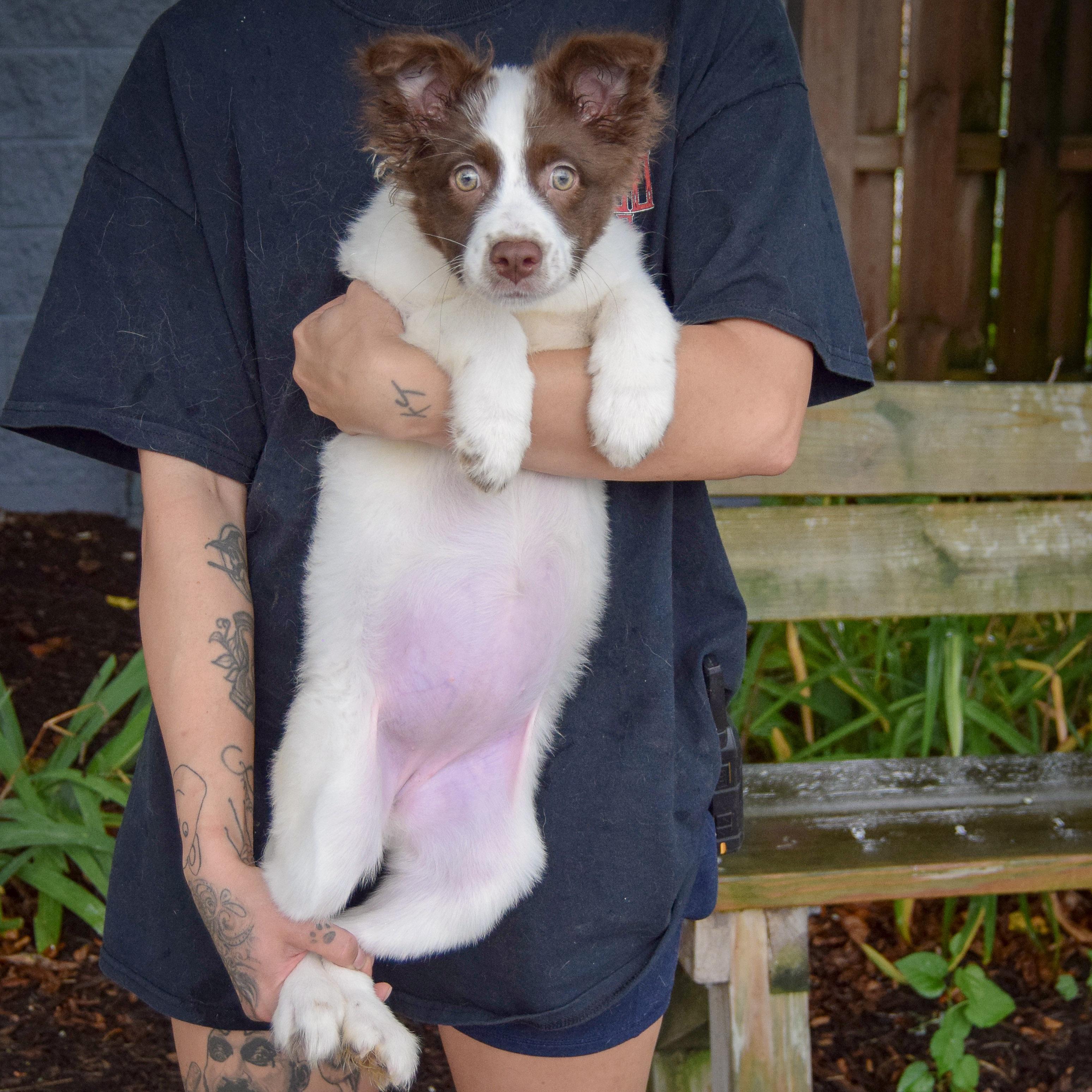 Sadie photo 4