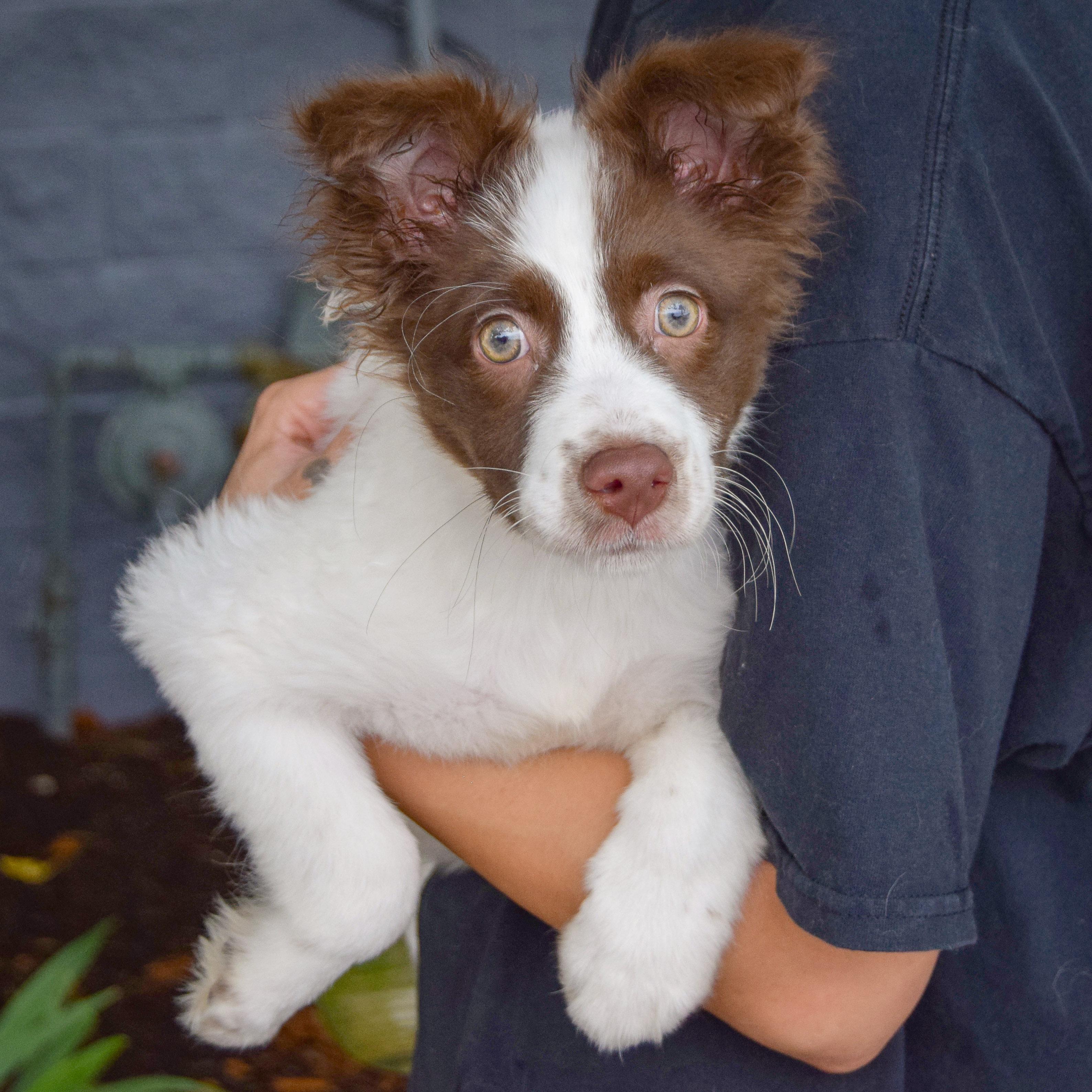 Sadie photo 5