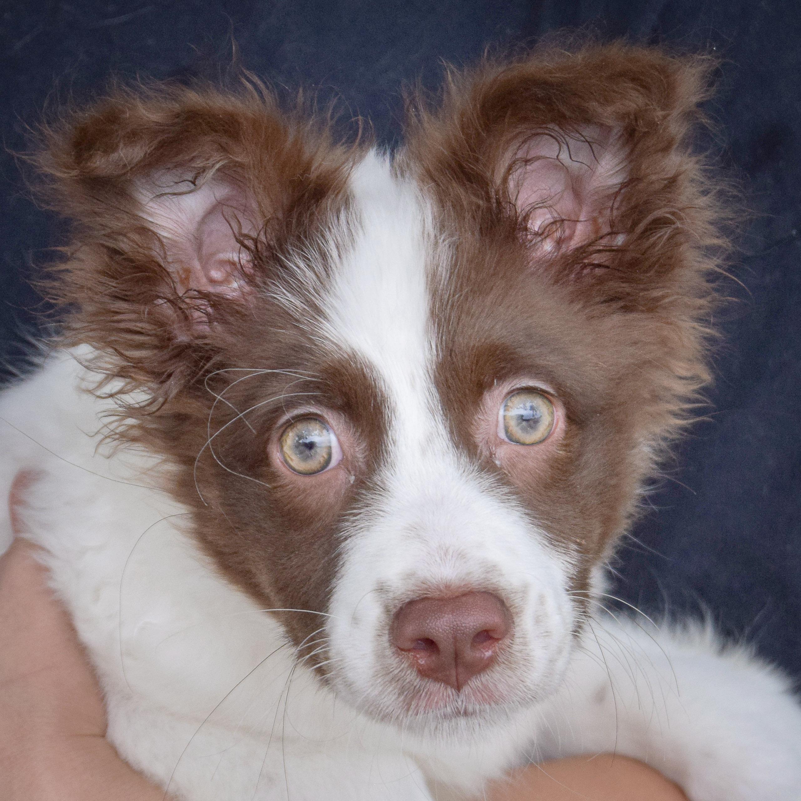 Sadie photo 6