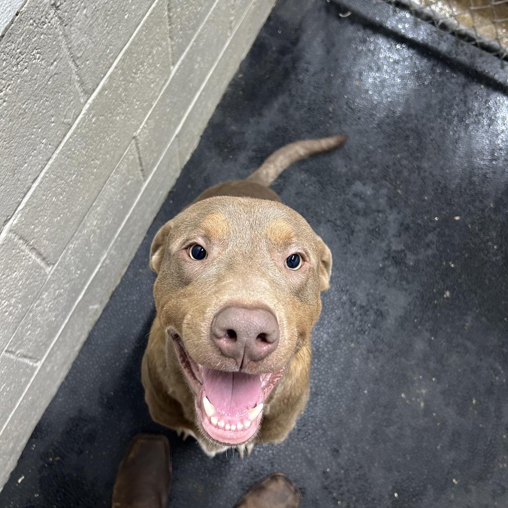 Smith, Adoptable, Young Male Labrador Retriever & Australian Cattle Dog / Blue Heeler.