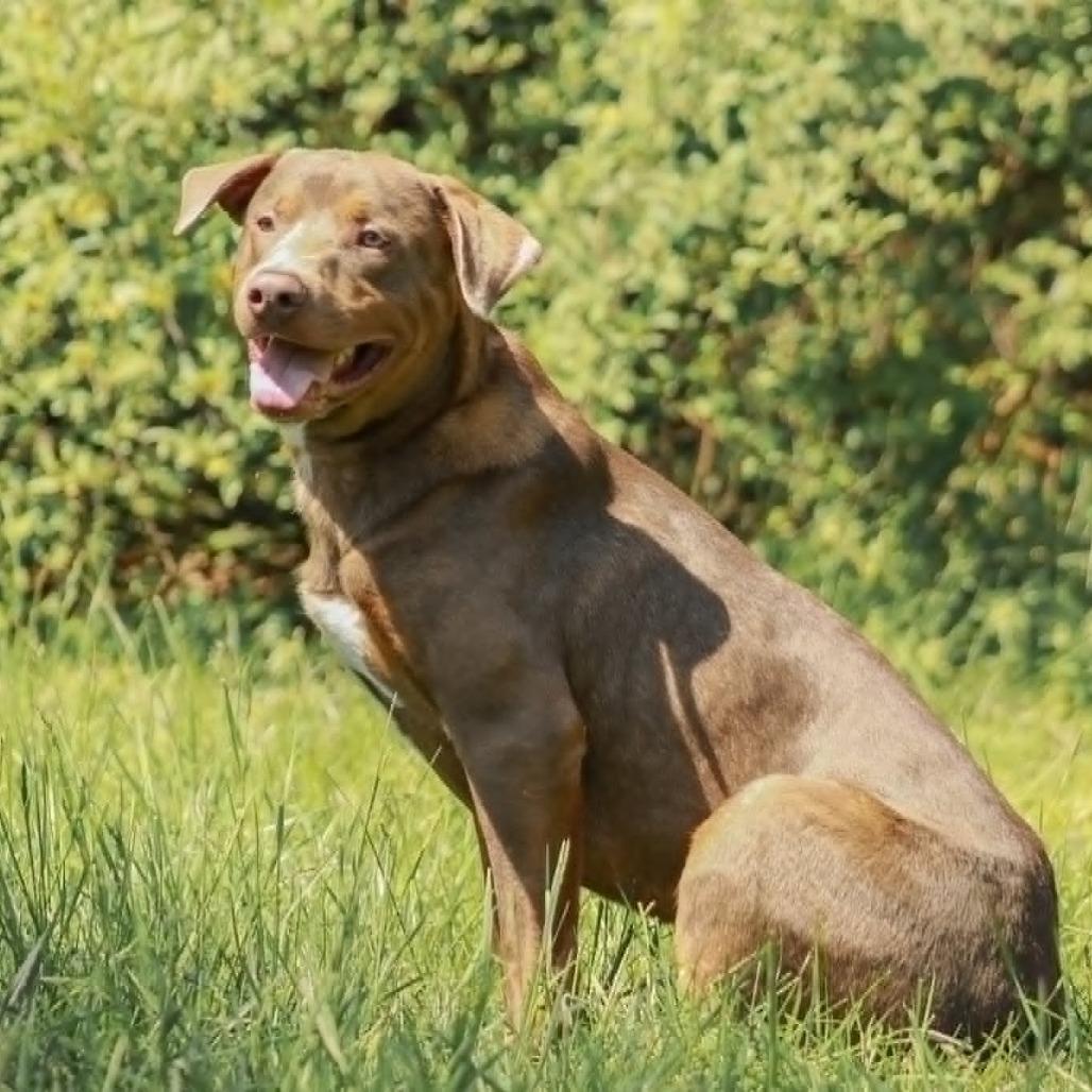 Enlarge Smith, a Adoptable mixed breed in Madisonville, KY image 2/2