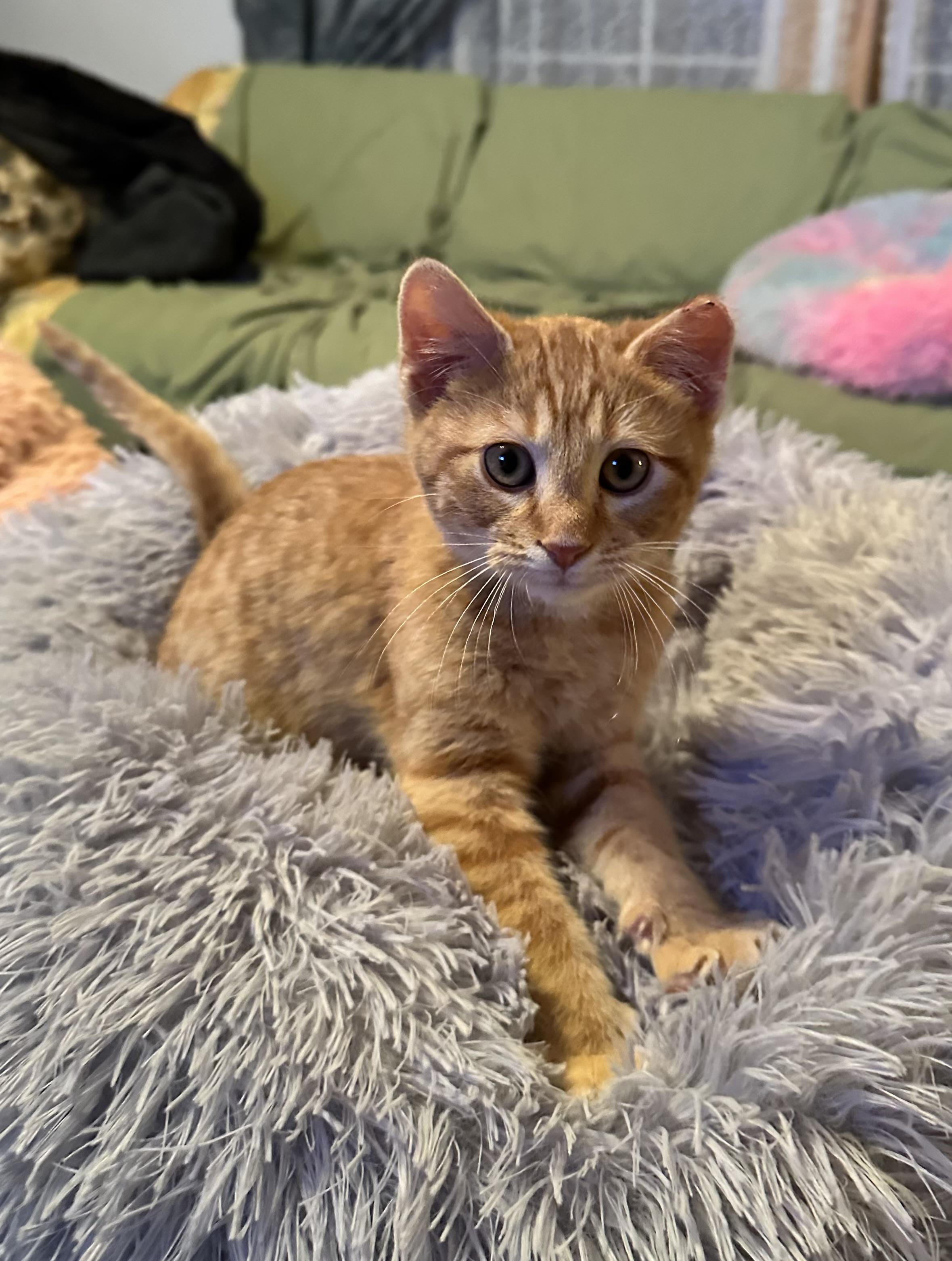 Enlarge Drumstick, an adoptable Domestic Short Hair in Northfield, MN image 1/1