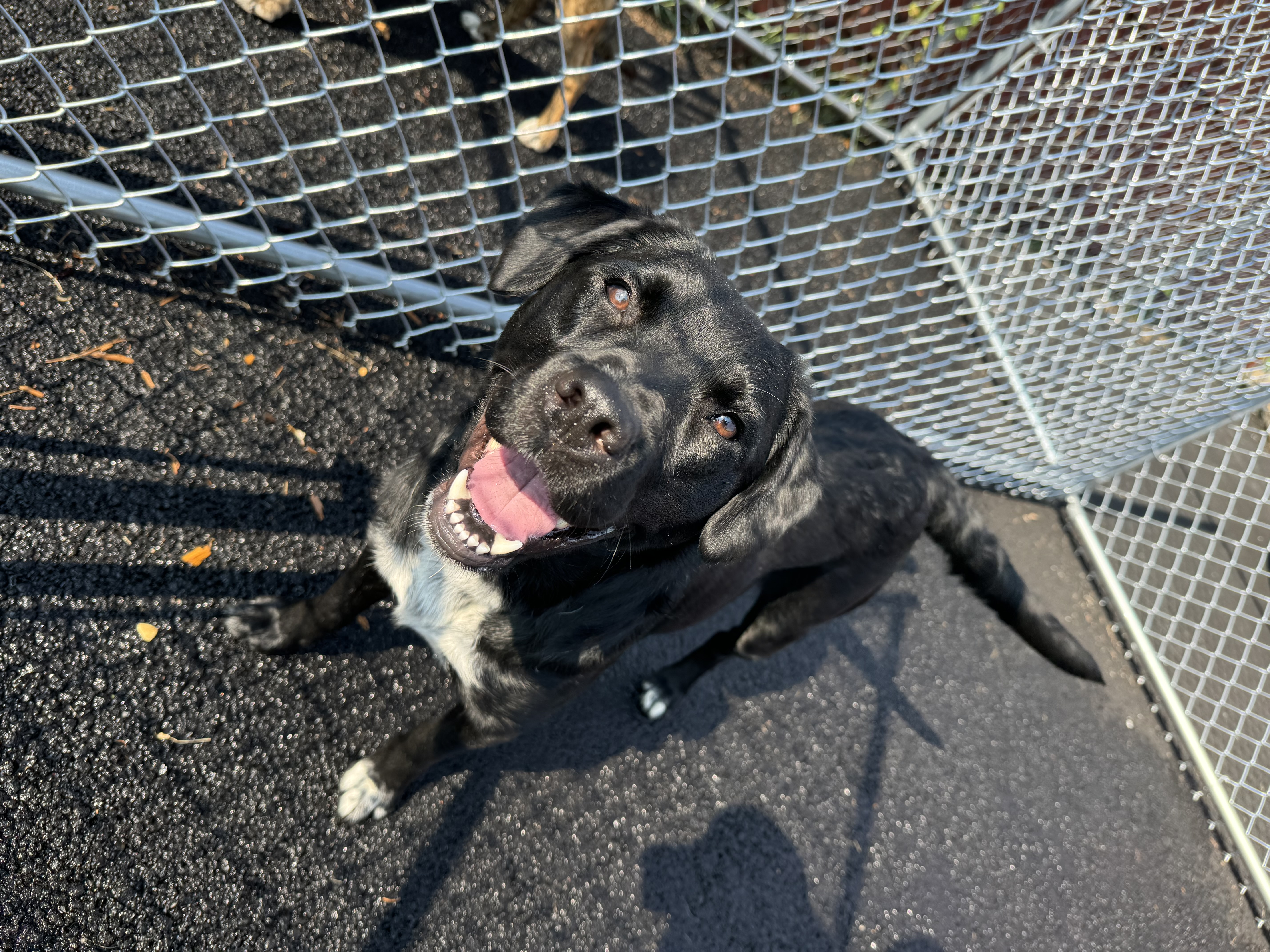River, a Adopted mixed breed in Putnam Valley, NY image 4/4