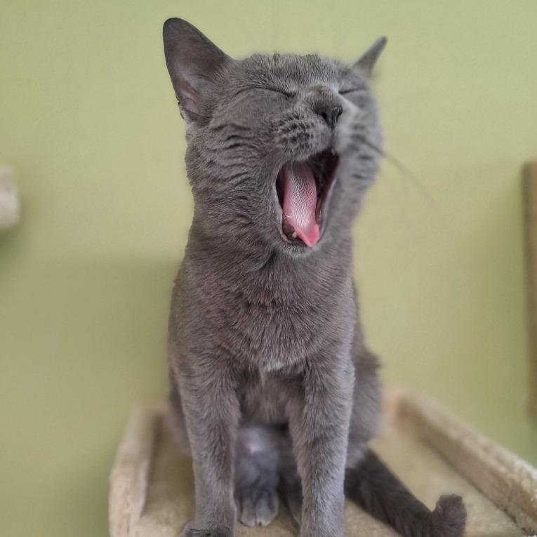 Mandy, Adoptable, Young Female Domestic Short Hair.
