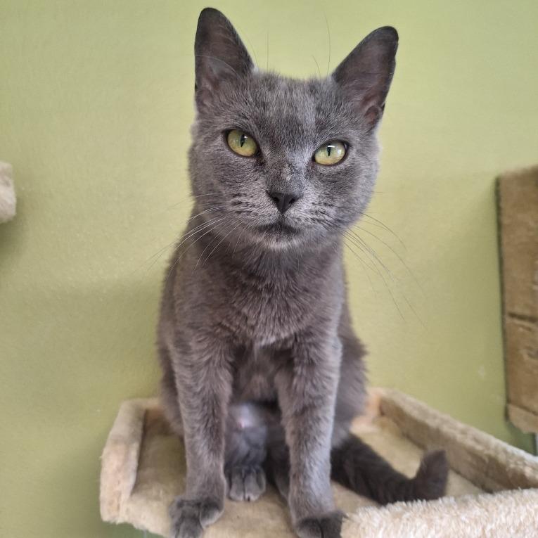 Enlarge Mandy, a Adoptable Domestic Short Hair in Attica, NY image 2/2
