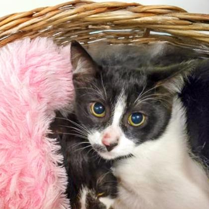 Enlarge Tina, a Adoptable Domestic Short Hair in Camano Island, WA image 1/1