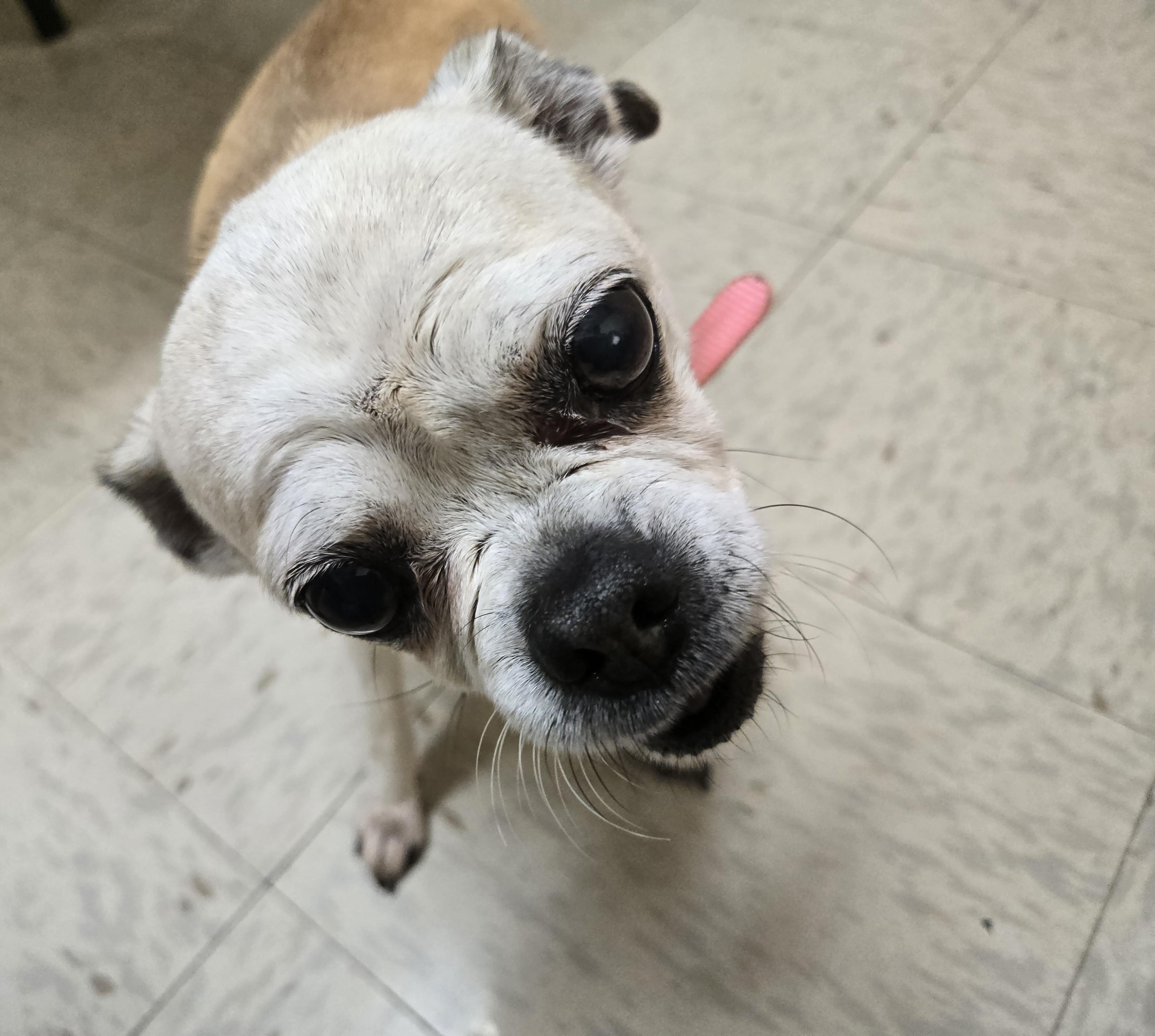 Flower and Thumper, a Adoptable mixed breed in Friendship, NY image 3/6