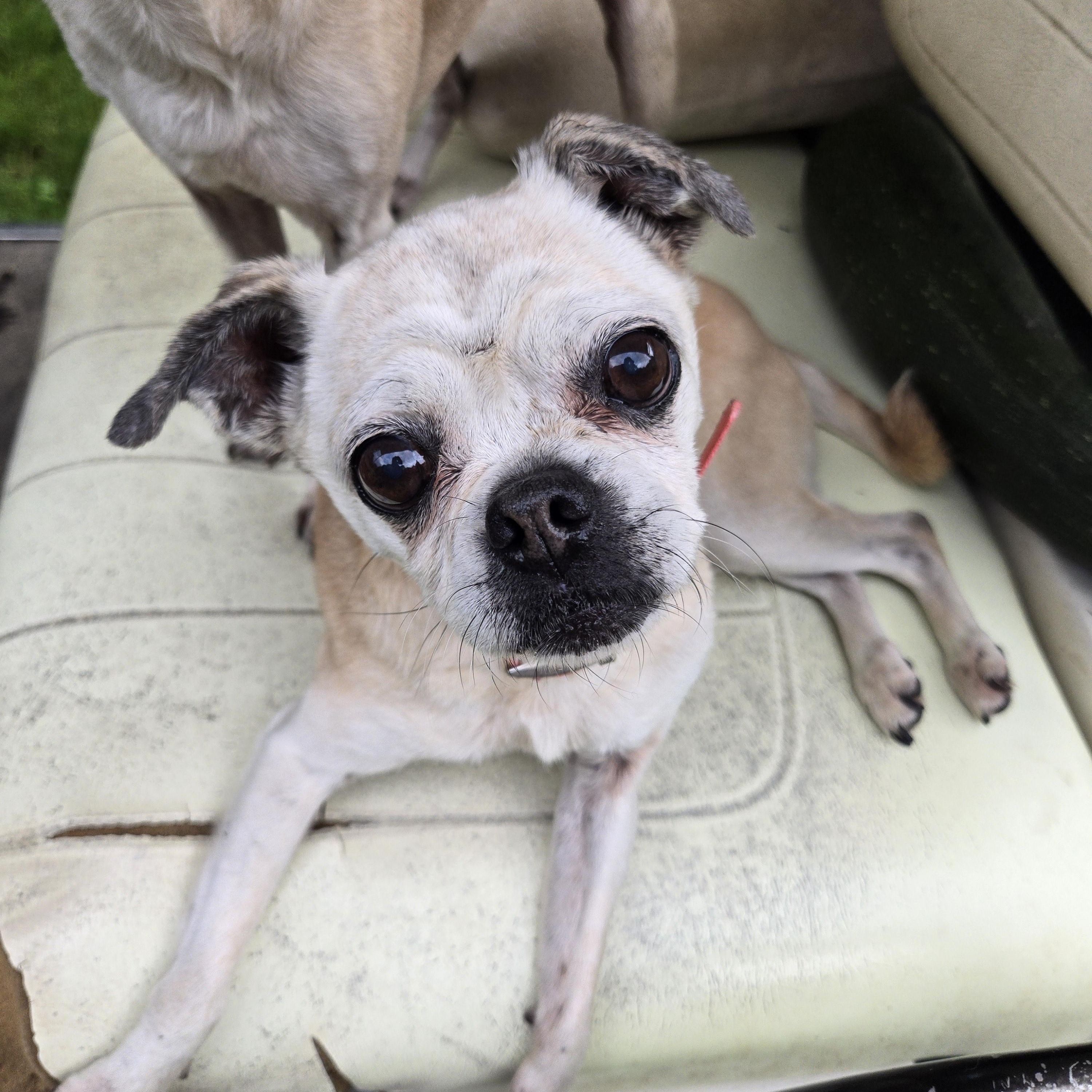 Flower and Thumper, a Adoptable mixed breed in Friendship, NY image 2/6