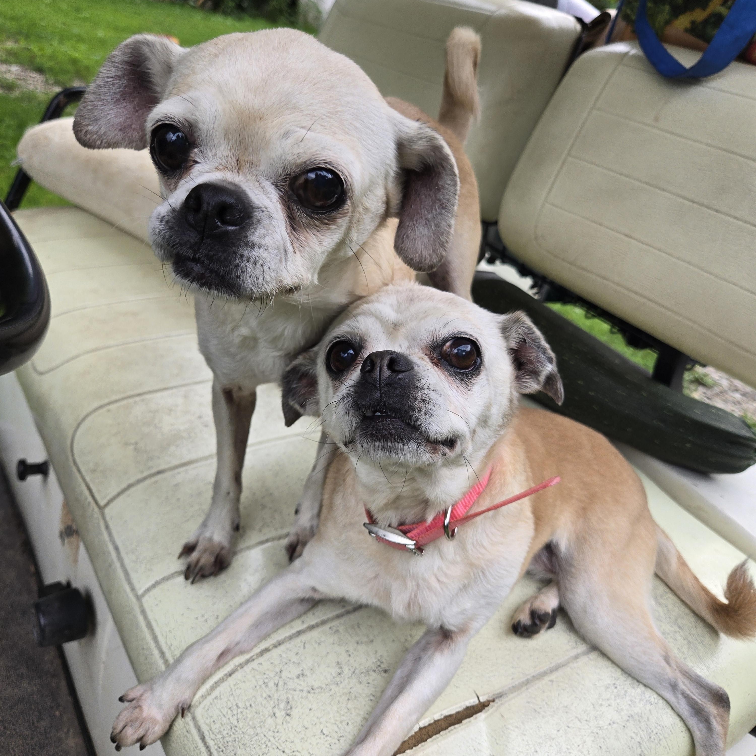 Flower and Thumper, a Adoptable mixed breed in Friendship, NY image 5/6