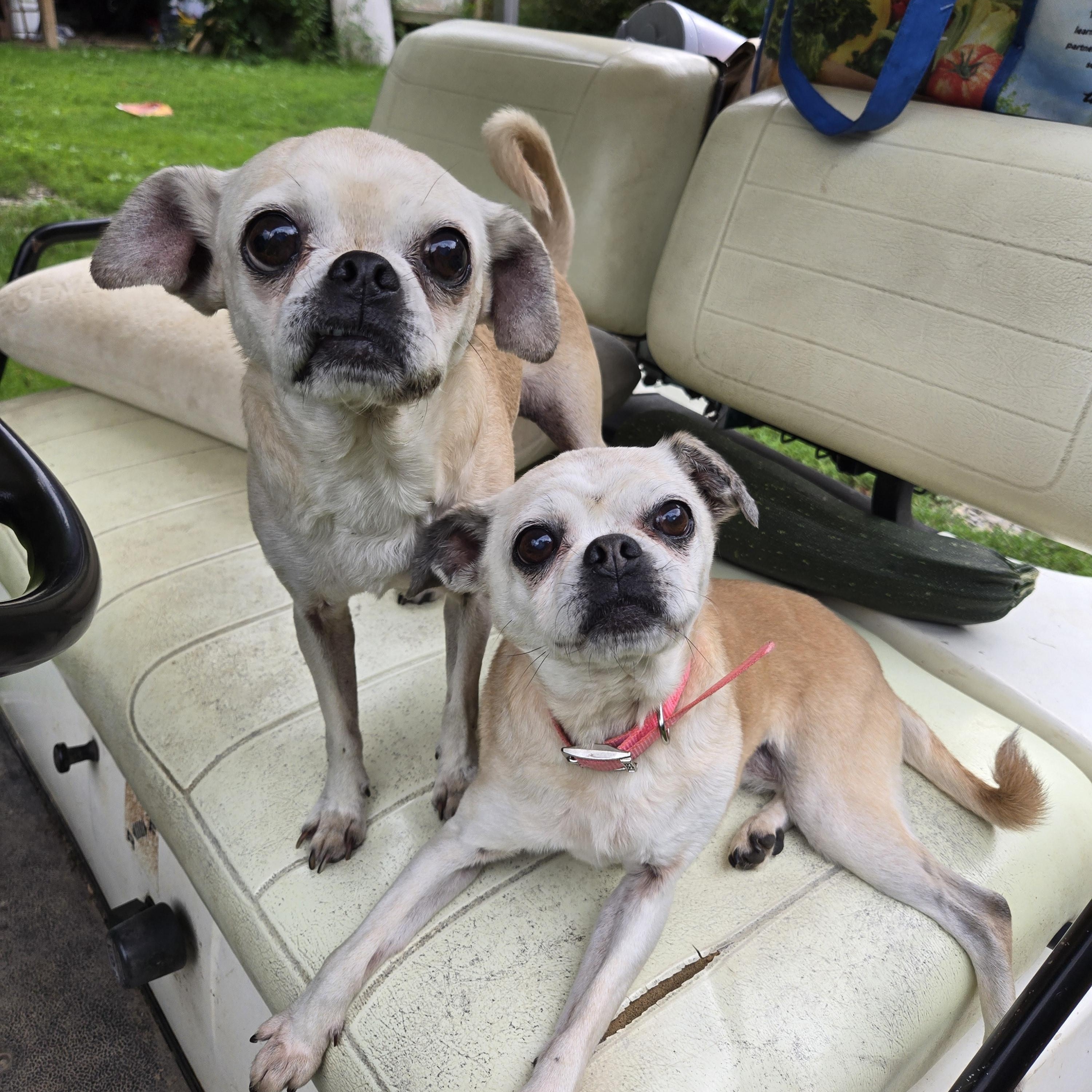 Flower and Thumper, Adoptable, Senior Female Pug & Chihuahua.