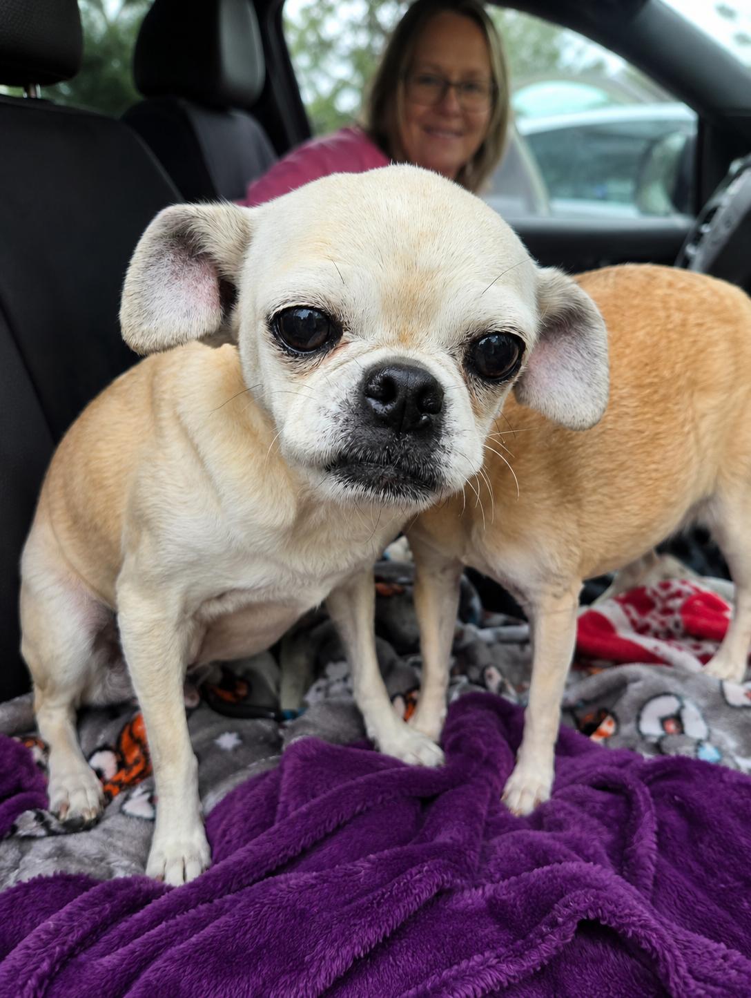 Flower and Thumper, a Adoptable mixed breed in Friendship, NY image 4/6