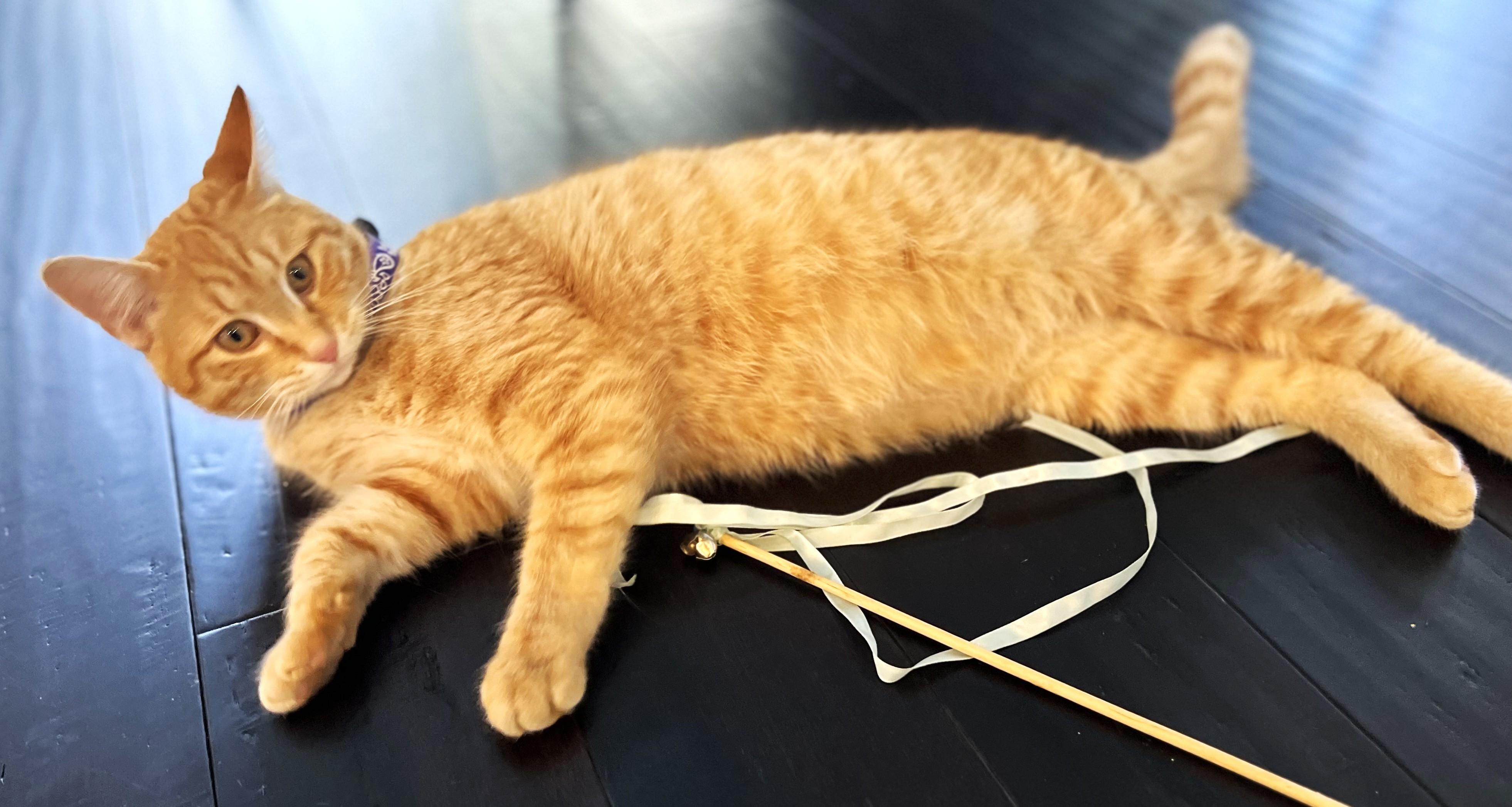 Enlarge Ginger, a Adopted Tabby in Hot Springs, AR image 6/6