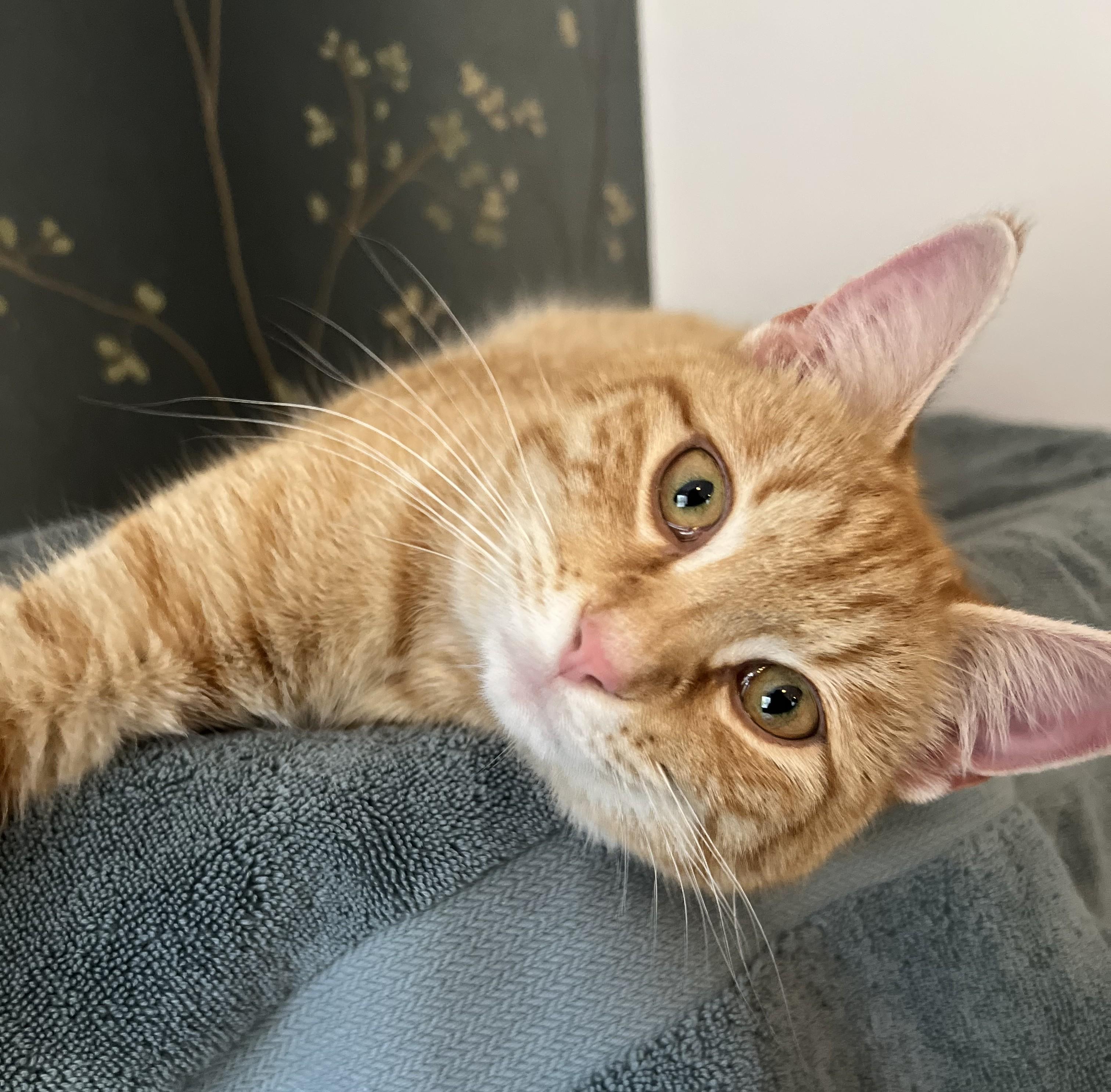 Enlarge Ginger, a Adopted Tabby in Hot Springs, AR image 4/6