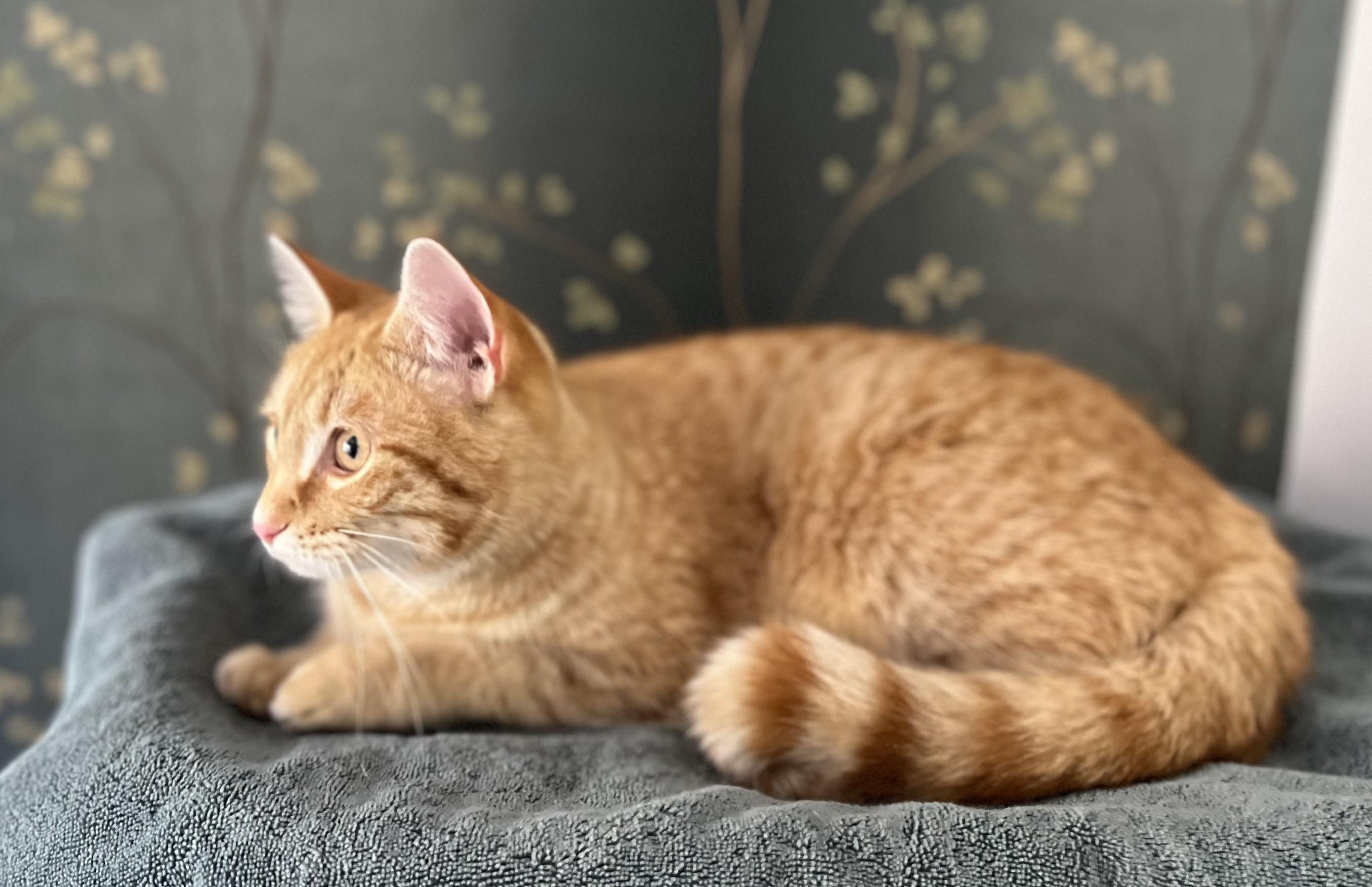 Enlarge Ginger, a Adopted Tabby in Hot Springs, AR image 2/6