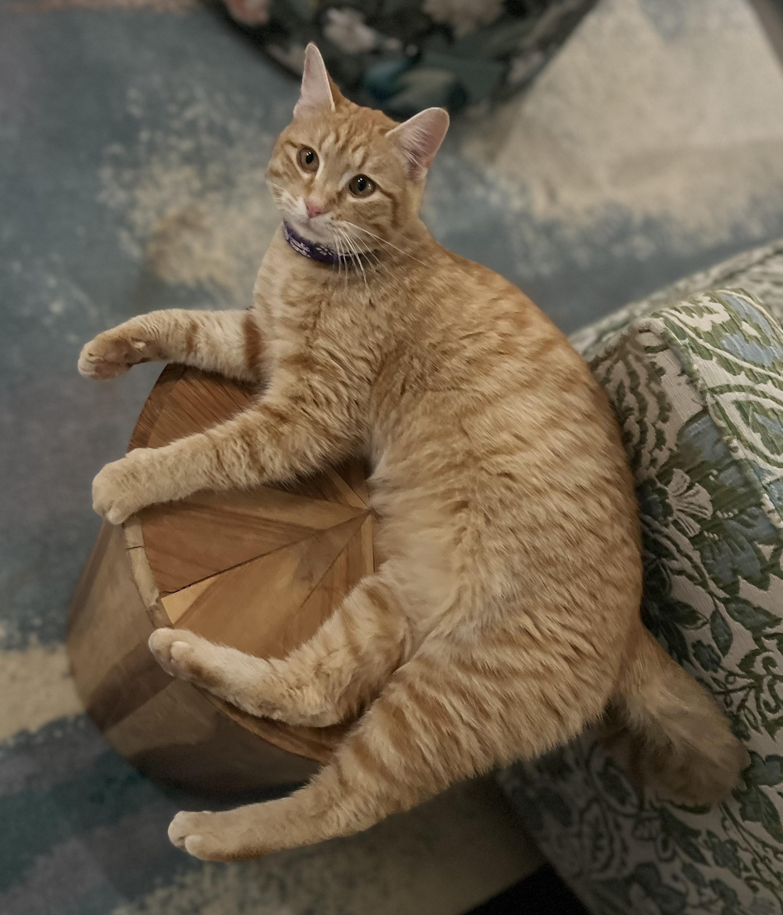 Enlarge Ginger, a Adopted Tabby in Hot Springs, AR image 5/6