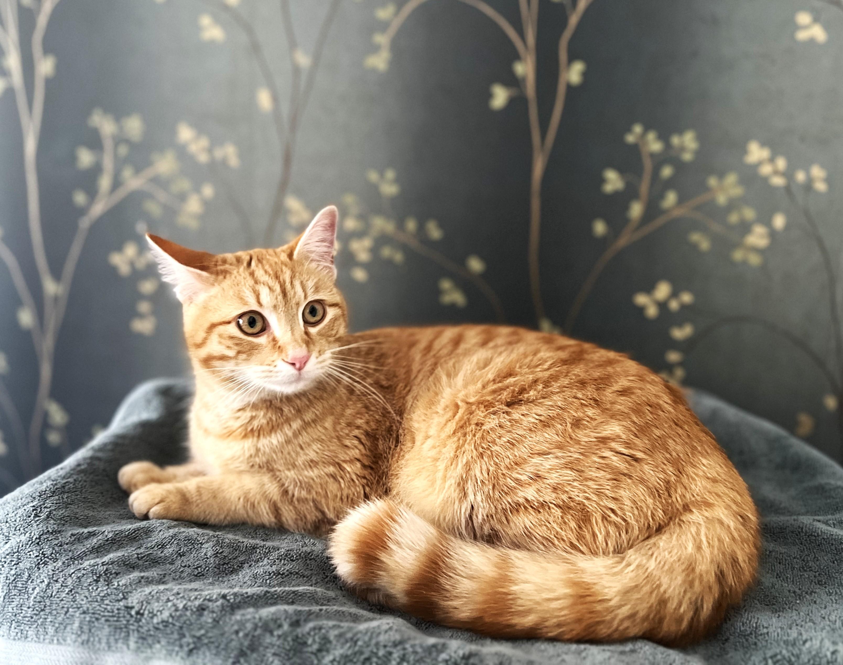 Ginger, Adopted, Young Female Tabby.