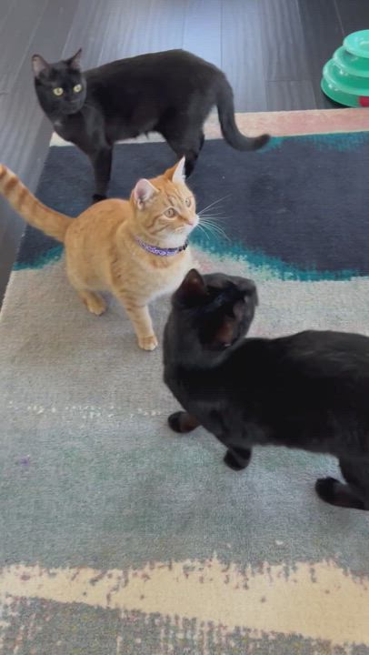 Enlarge Ginger, a Adopted Tabby in Hot Springs, AR video 3/6
