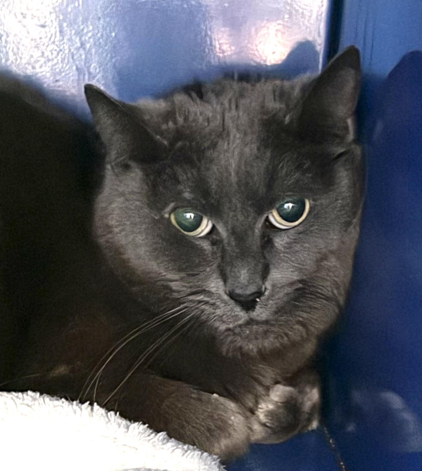 Cinder, ADOPTABLE, Adult Male Domestic Short Hair.