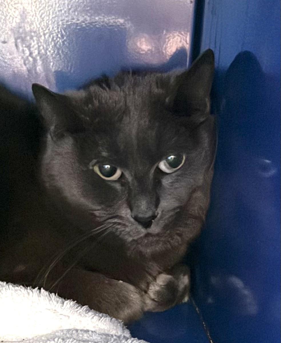 Enlarge Cinder, a ADOPTABLE Domestic Short Hair in Sault Sainte Marie, MI image 2/3