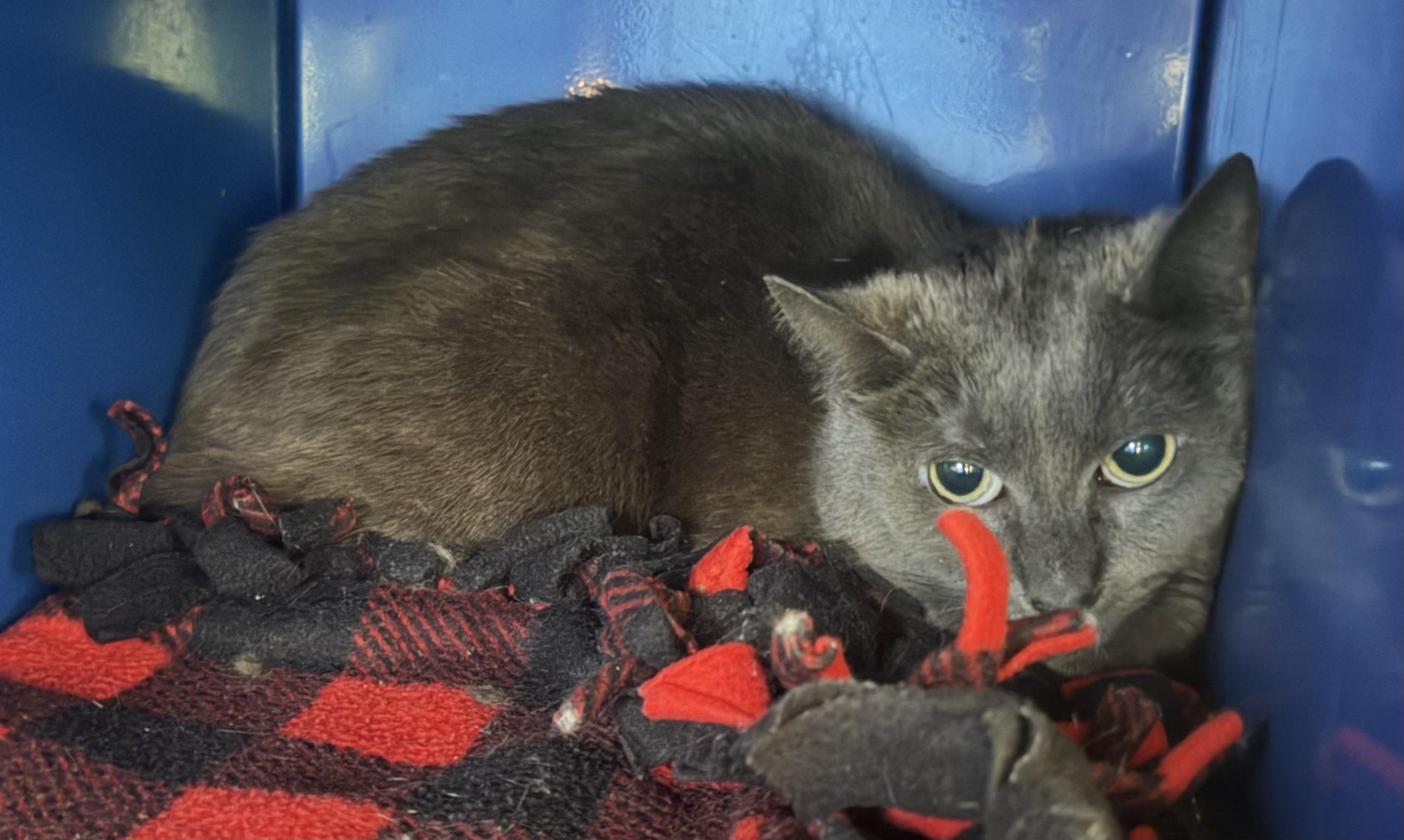Enlarge Cinder, a ADOPTABLE Domestic Short Hair in Sault Sainte Marie, MI image 3/3