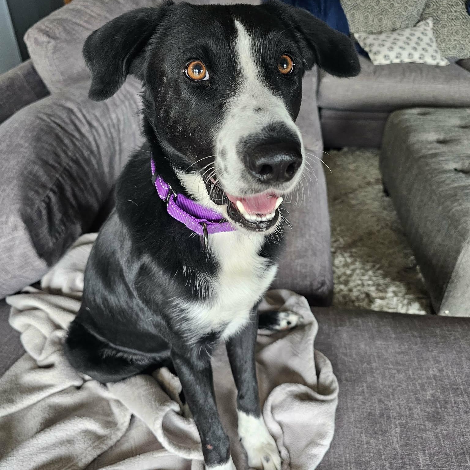 Enlarge Benny with the Happy Paws, a Adoptable mixed breed in Glastonbury, CT image 5/6