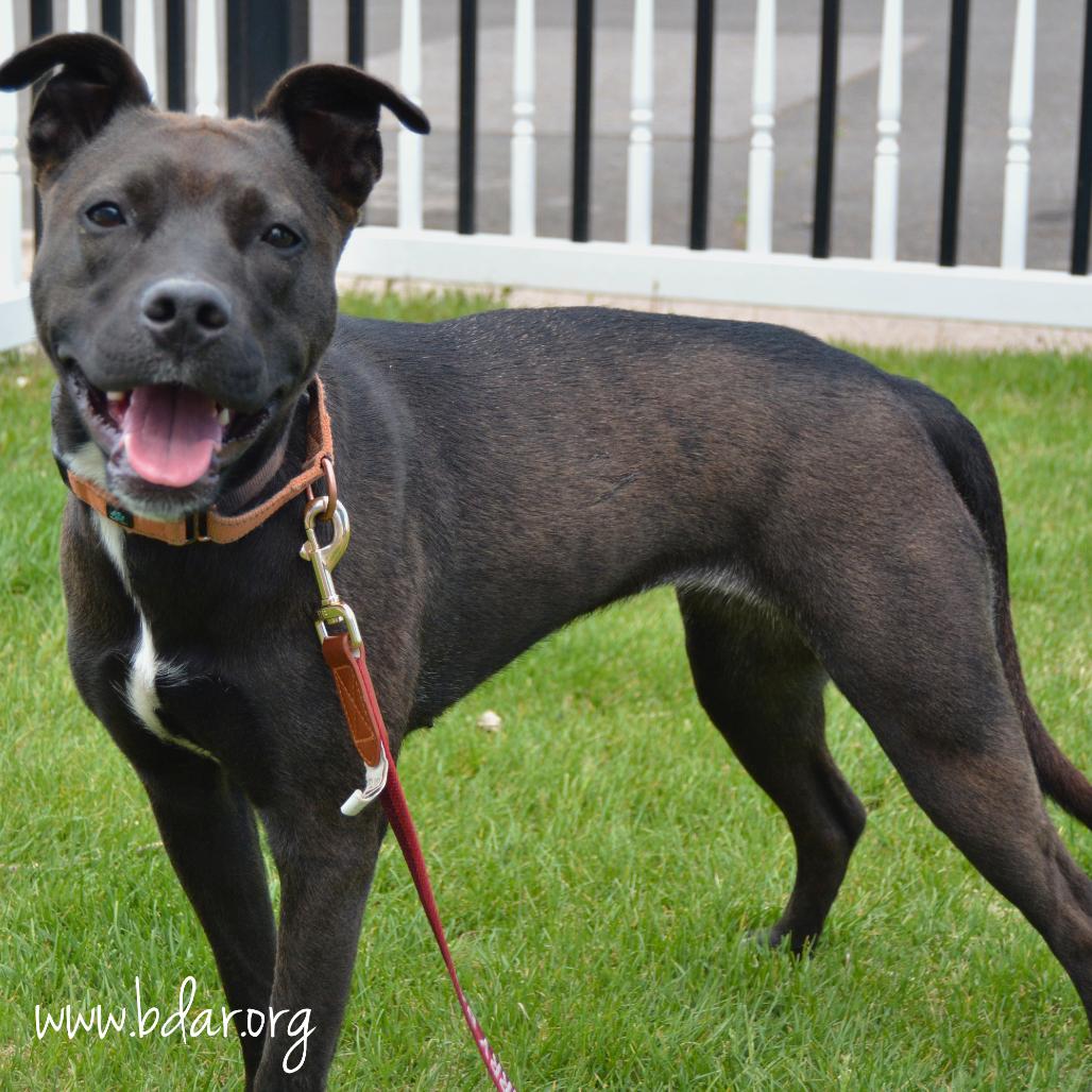 Cheddar, Adoptable, Adult Female Pit Bull Terrier.