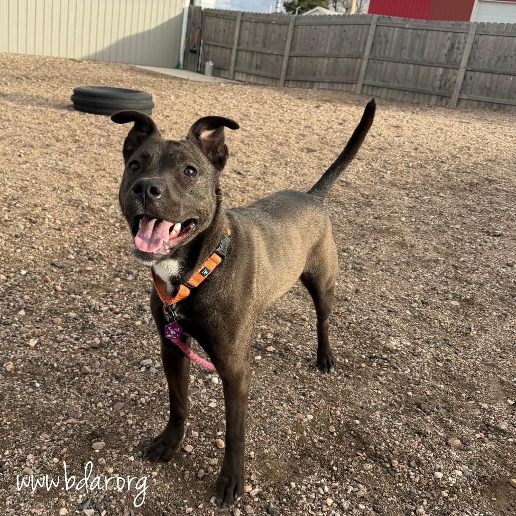 Enlarge Cheddar, a Adoptable Pit Bull Terrier in Cheyenne, WY image 1/2