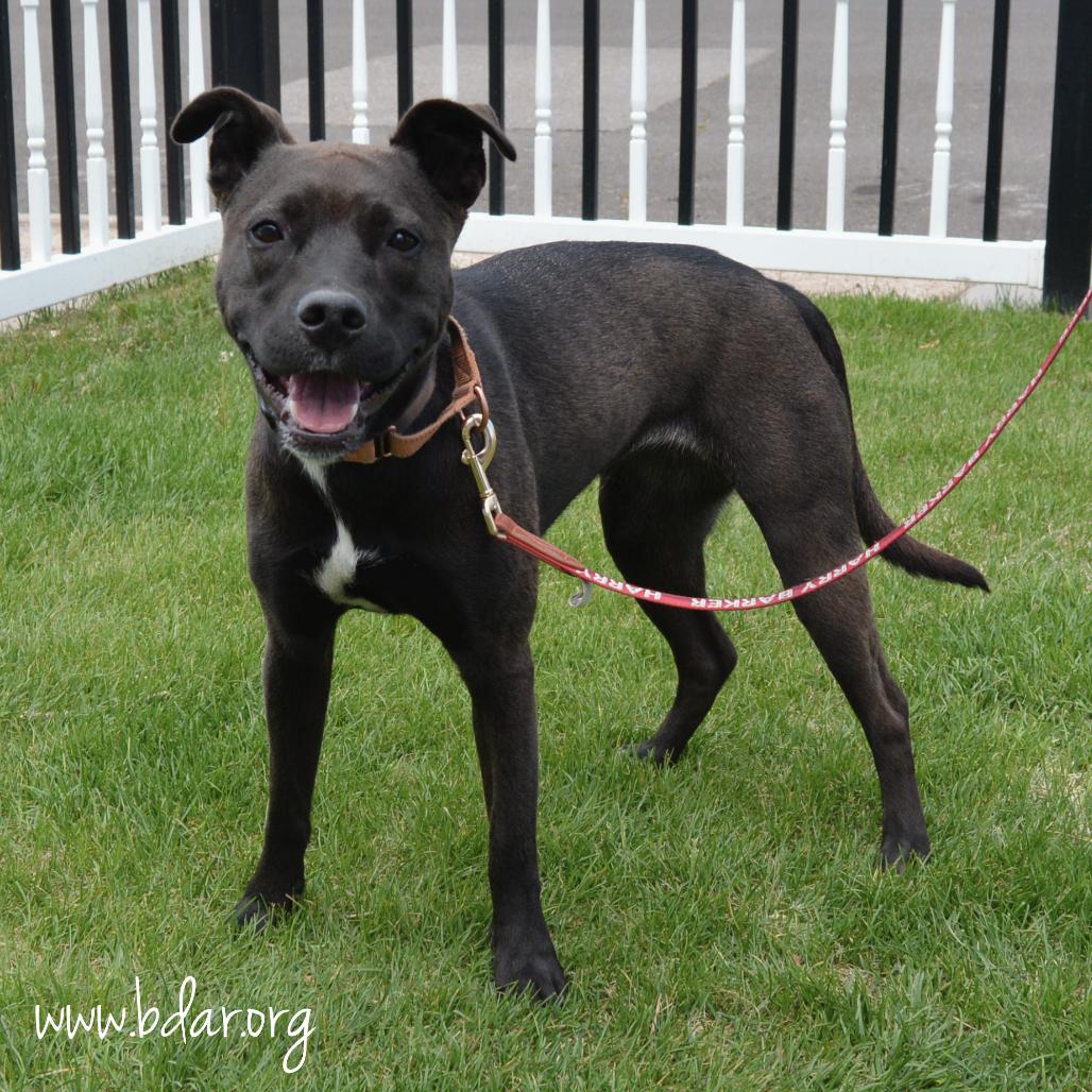 Enlarge Cheddar, a Adoptable Pit Bull Terrier in Cheyenne, WY image 3/5