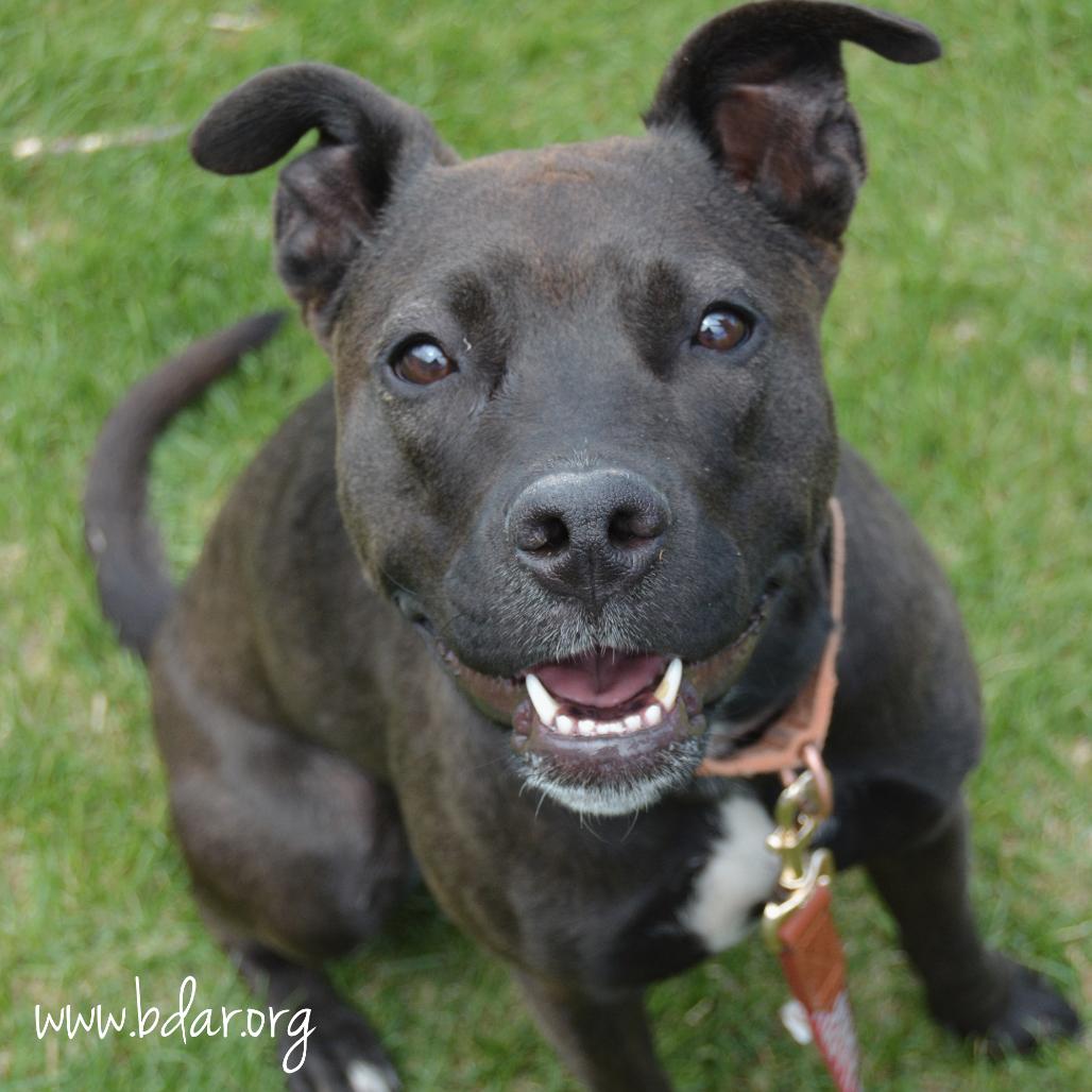 Enlarge Cheddar, a Adoptable Pit Bull Terrier in Cheyenne, WY image 4/5